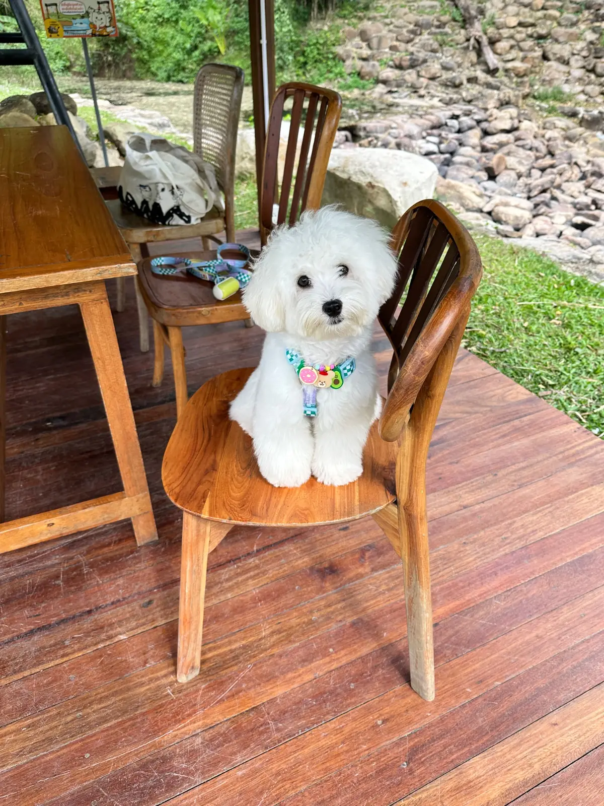 Montra Cafe by ไร่วังบอน pets image 3