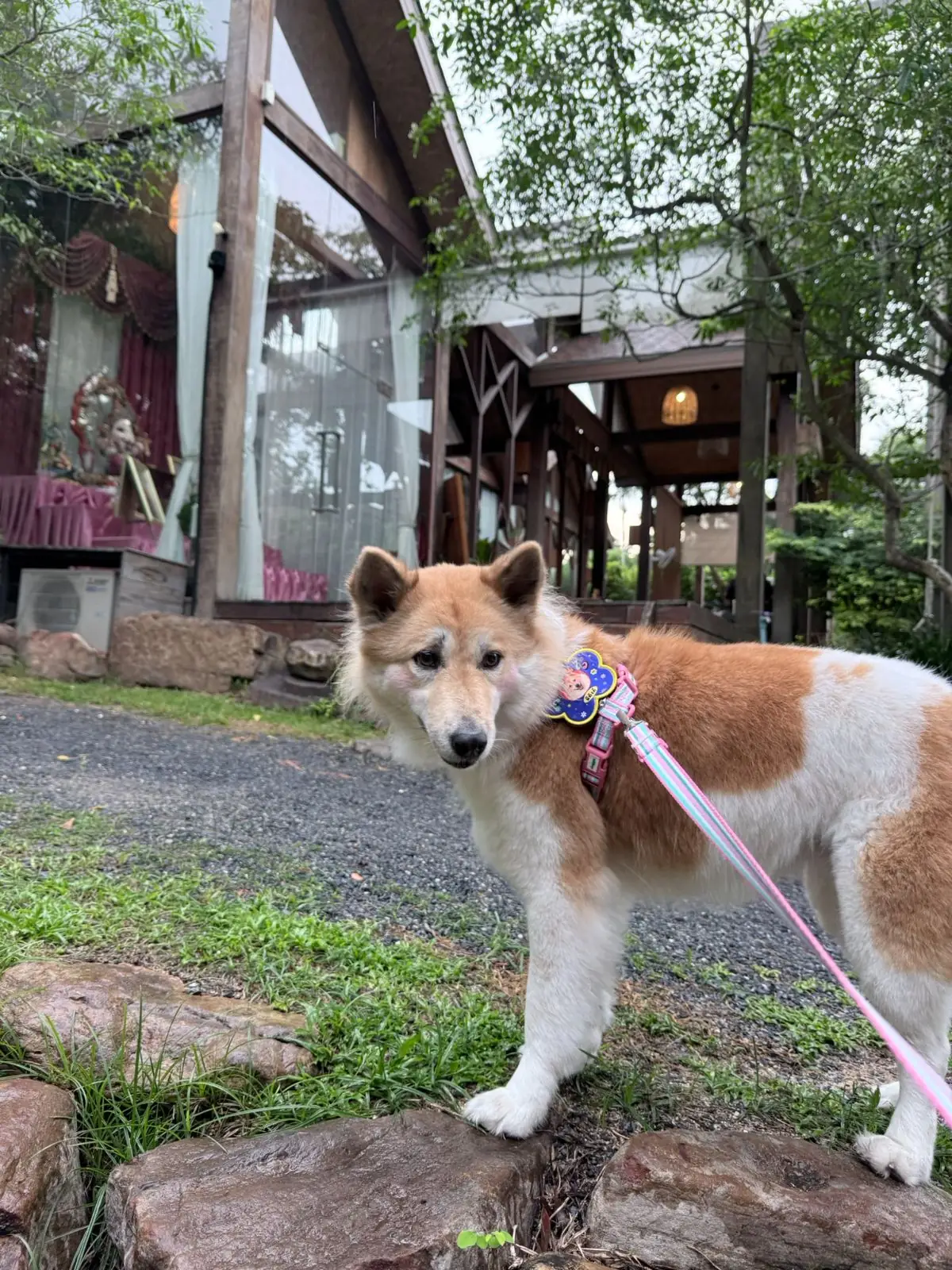 Montra Cafe by ไร่วังบอน pets image 5