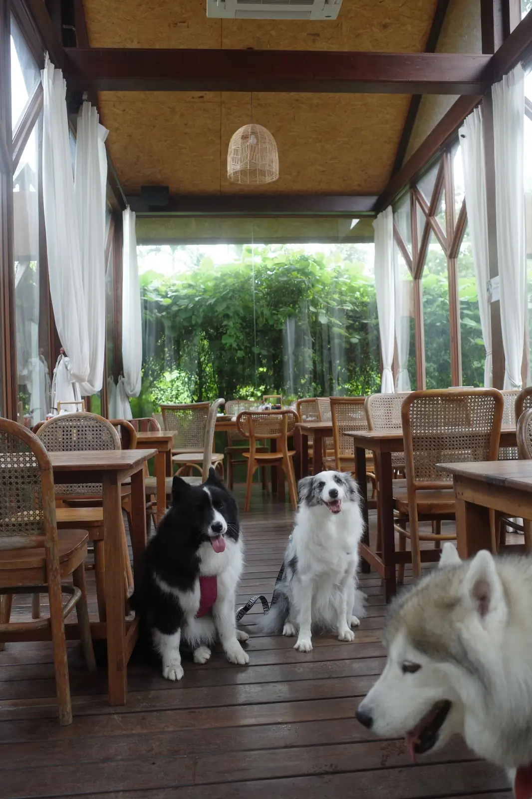 Montra Cafe by ไร่วังบอน pets image 8