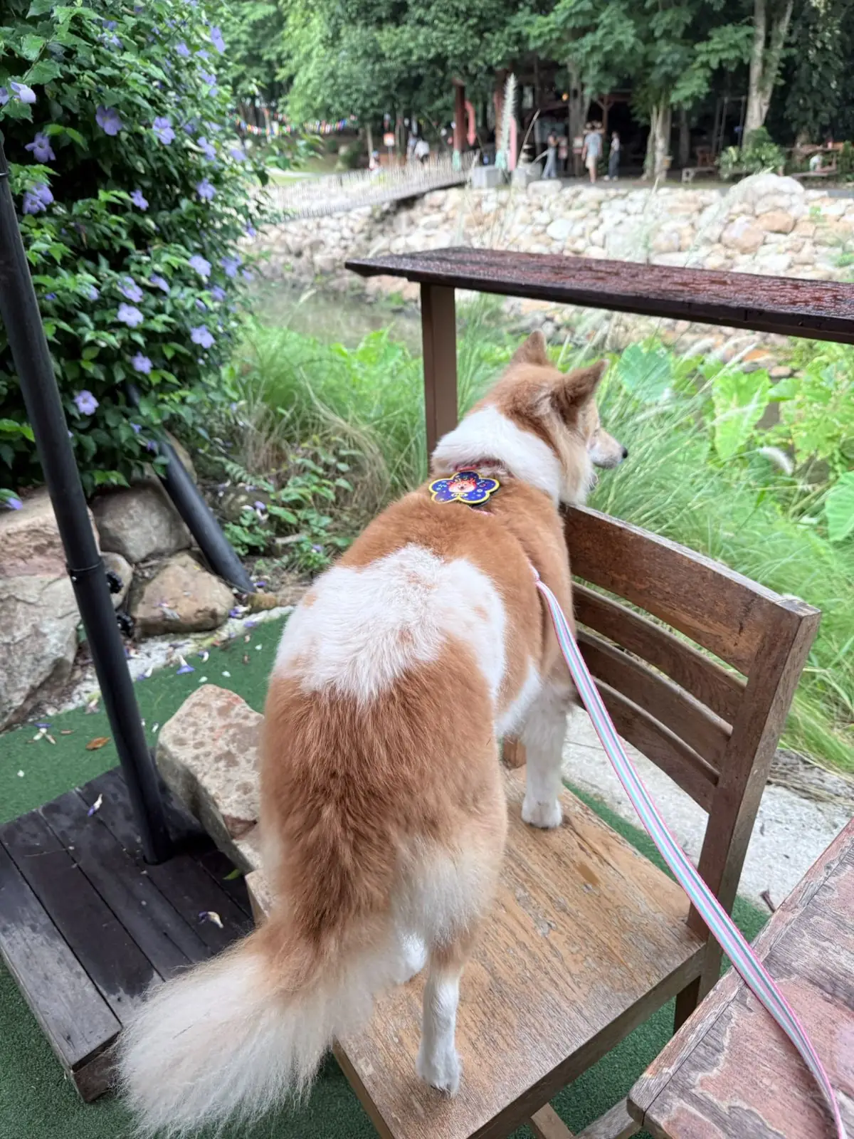 Montra Cafe by ไร่วังบอน pets image 6
