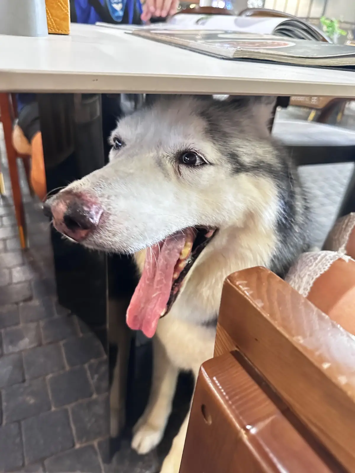 LT FISH Restaurant pets image 2