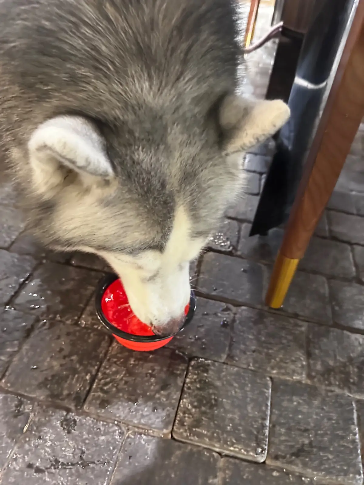 LT FISH Restaurant pets image 1