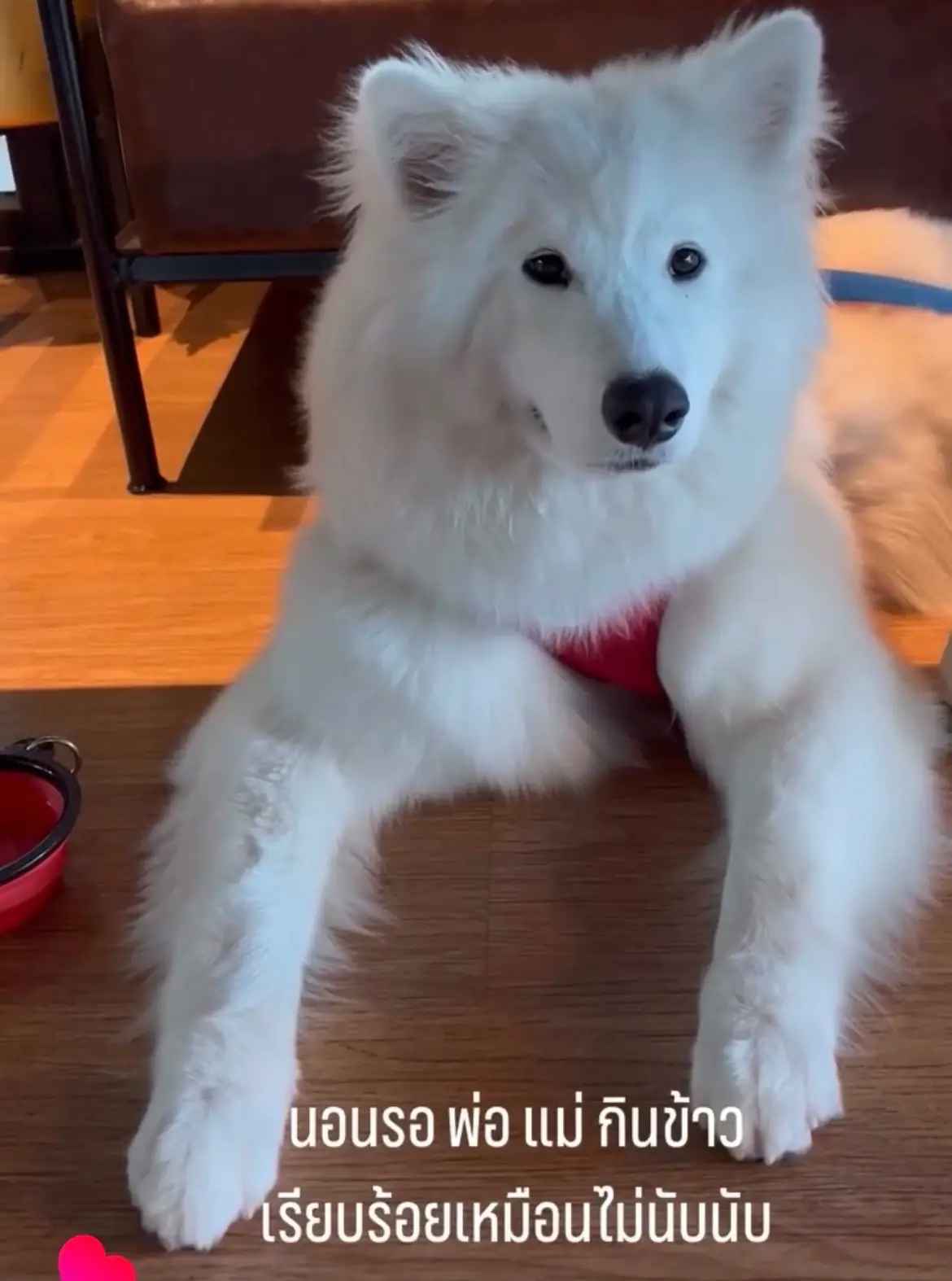 SAHARA CAFE pets image 1