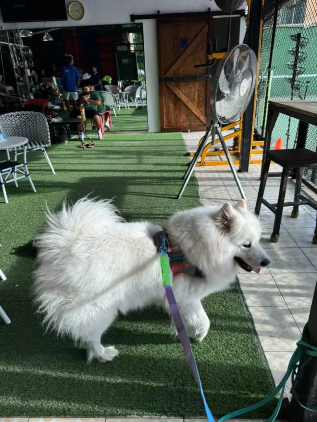 Sirisuk Club pets image 3
