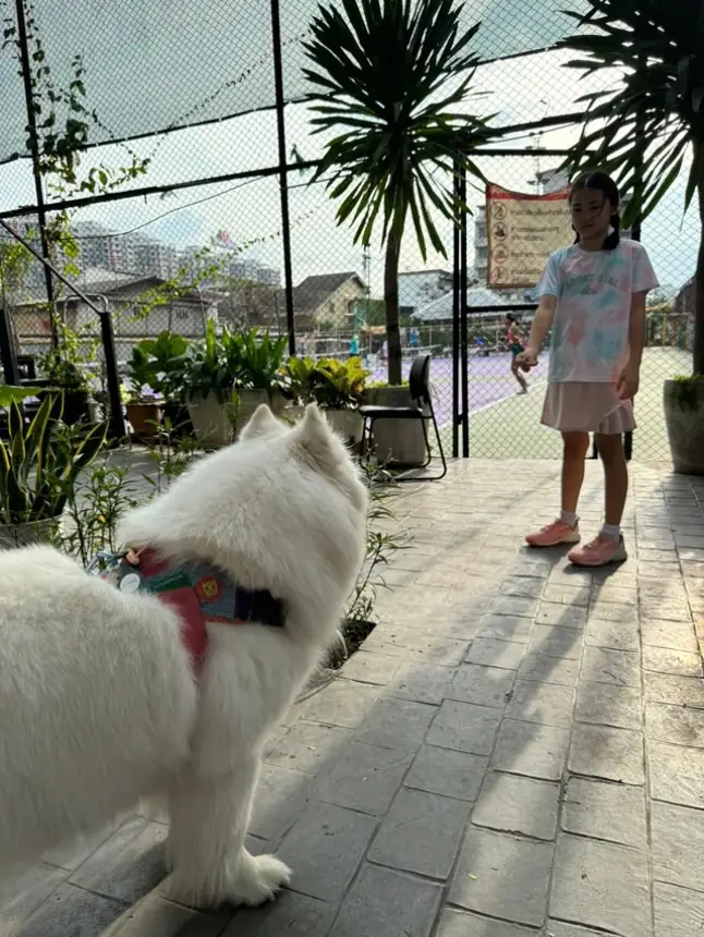 Sirisuk Club pets image 4