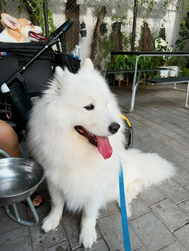 Sirisuk Club pets image 5