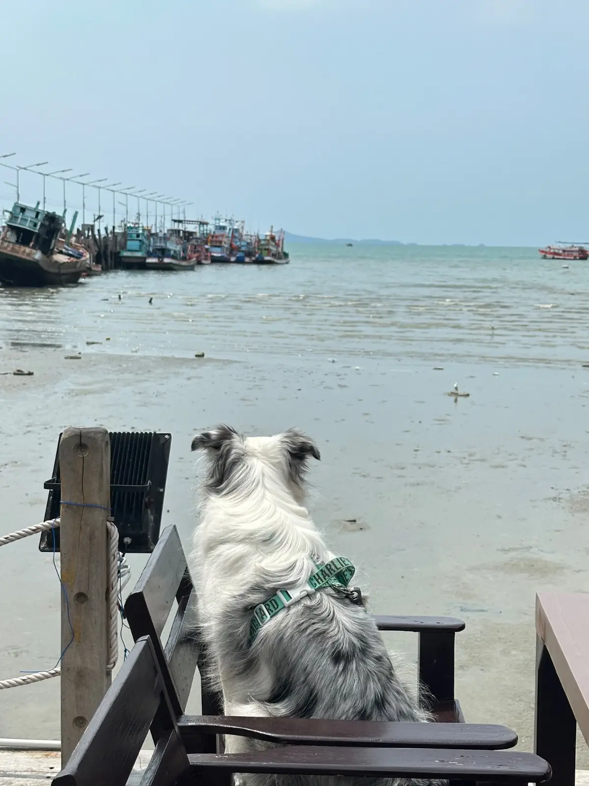 ครัวไต้ก๋ง - บางเสร่ pets image 4