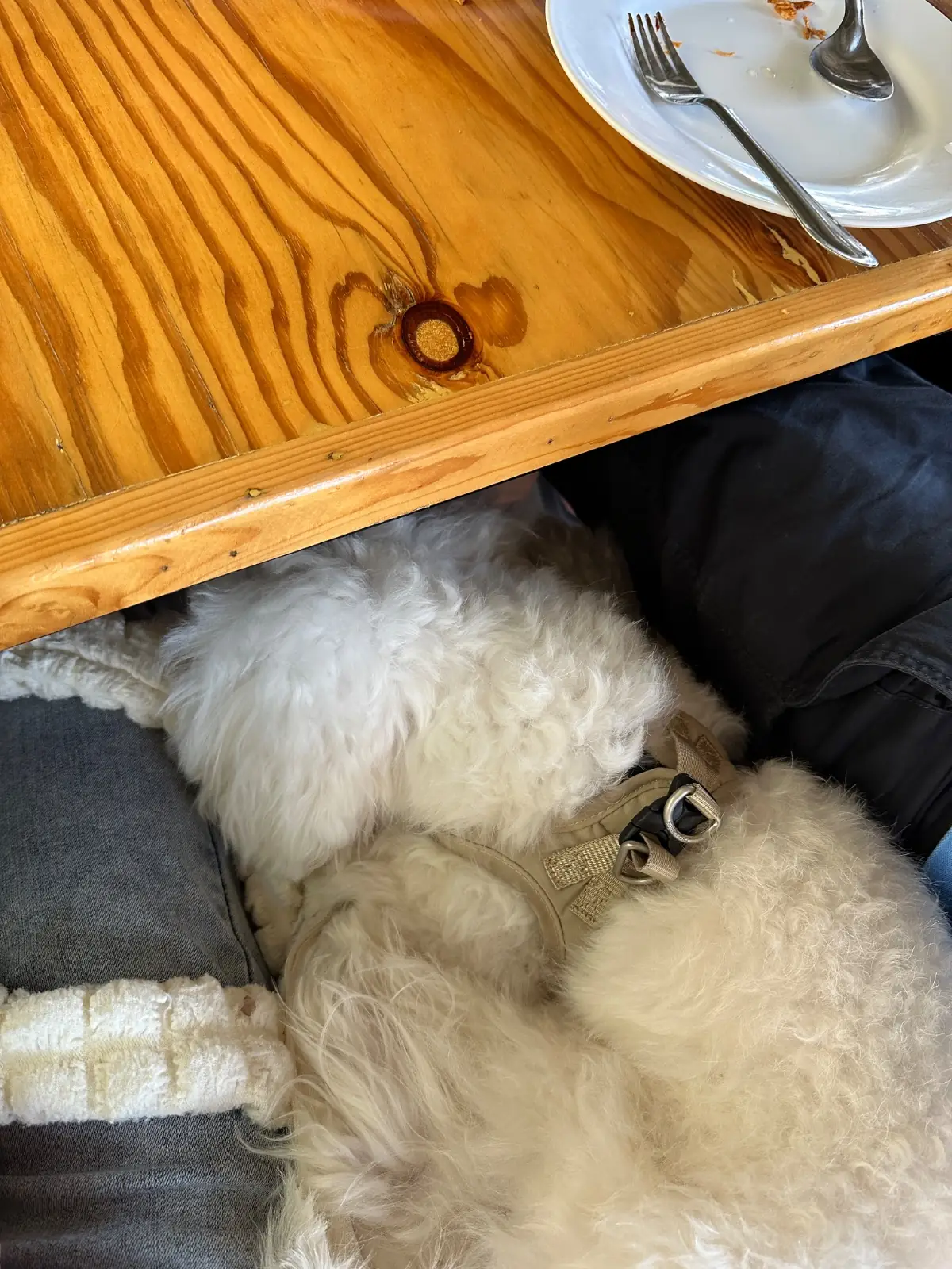 ครัวไต้ก๋ง - บางเสร่ pets image 2