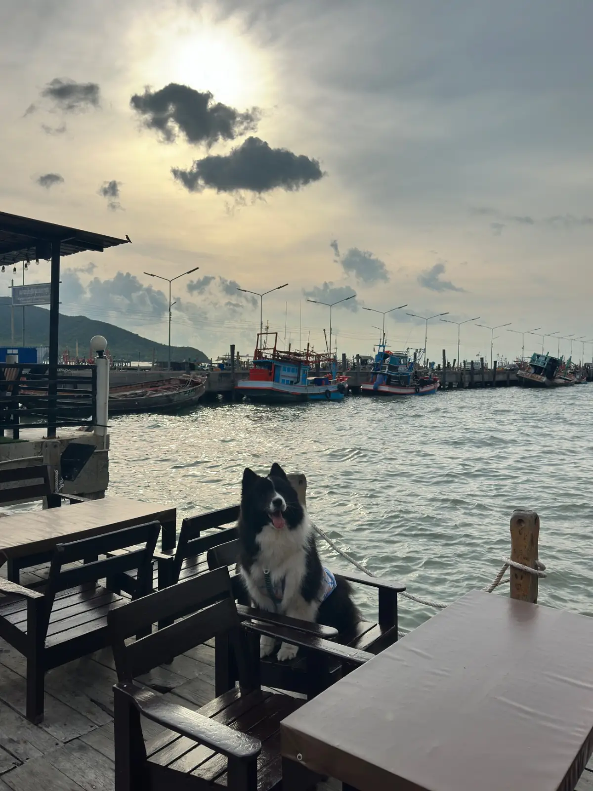 ครัวไต้ก๋ง - บางเสร่ pets image 2