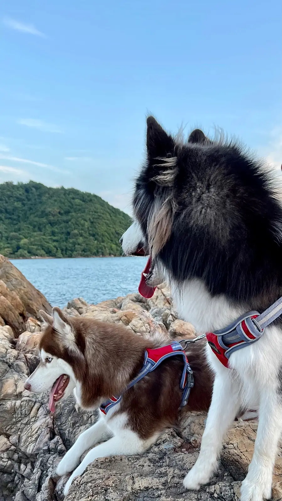 เจดีย์บ้านหัวแหลม pets image 1