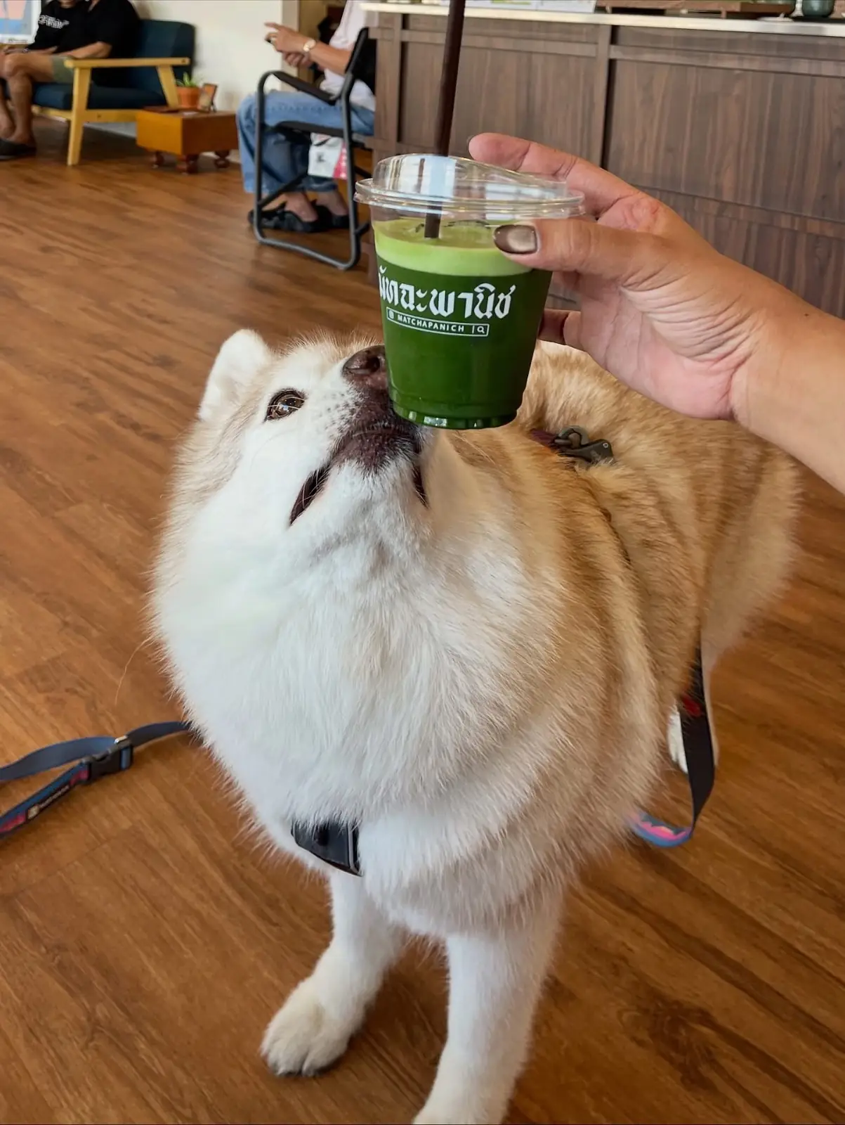 MatchaPanich food image 1