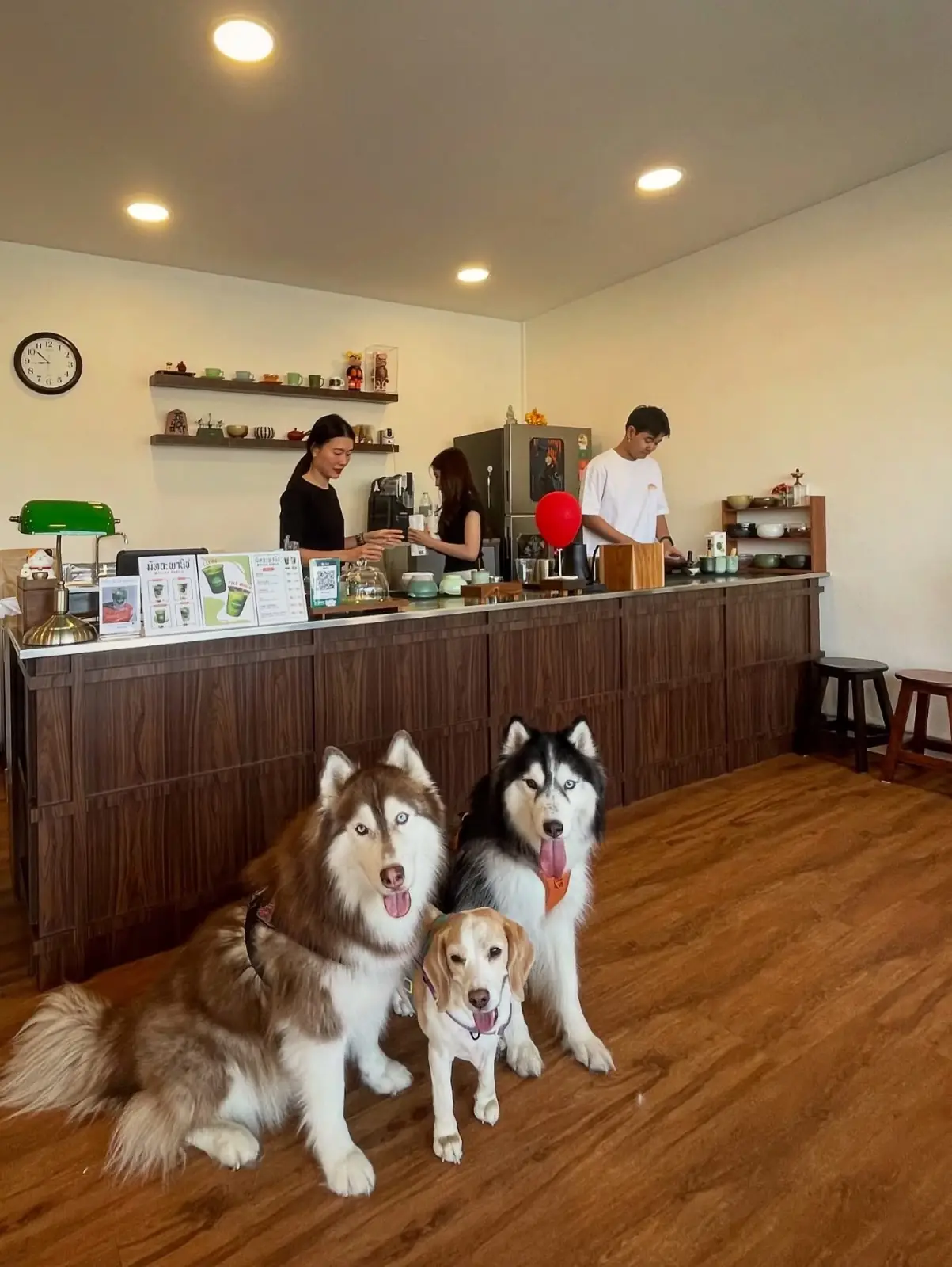 MatchaPanich pets image 1