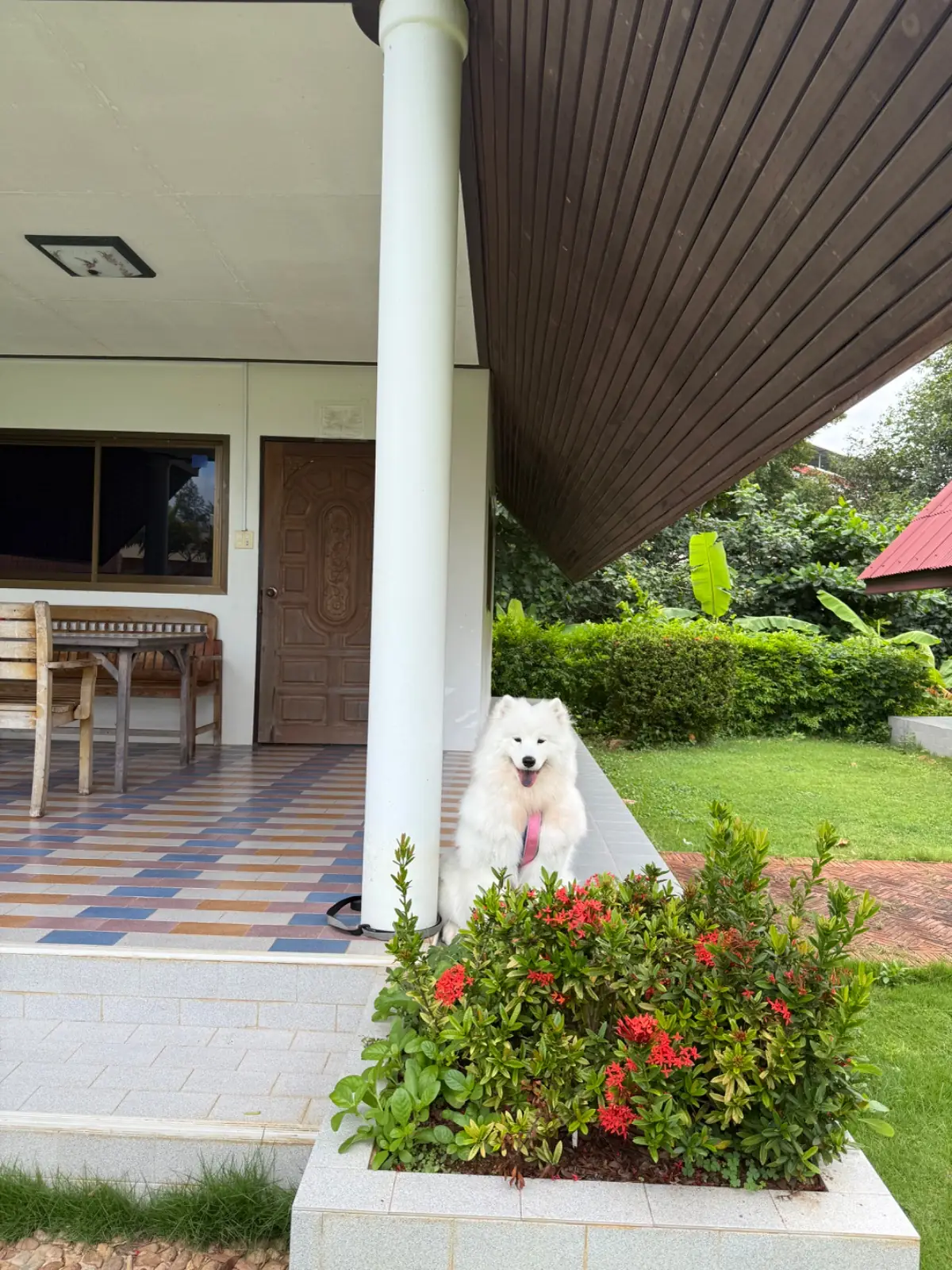 บ้านหาดปะการัง pets image 1