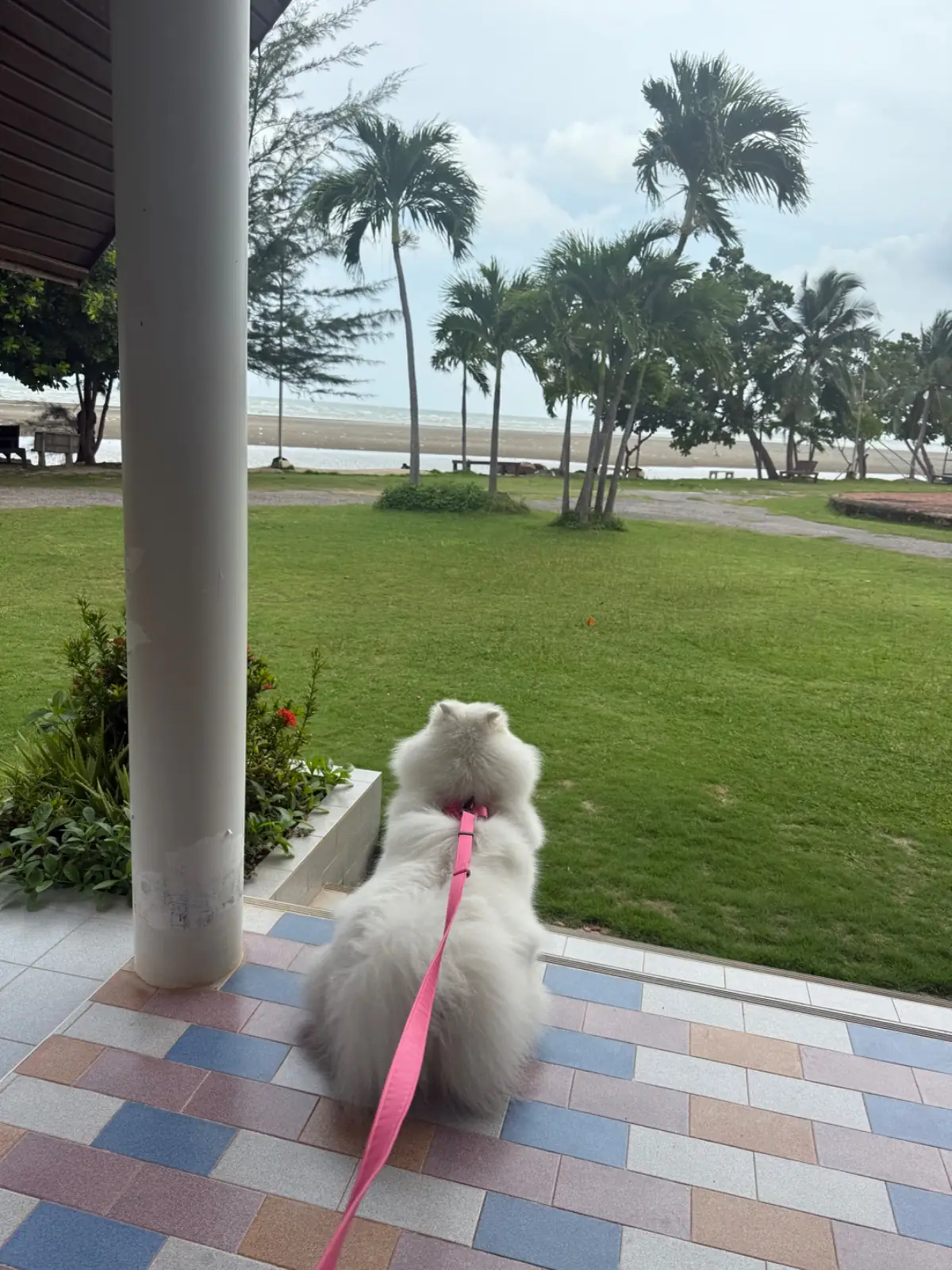 บ้านหาดปะการัง pets image 2
