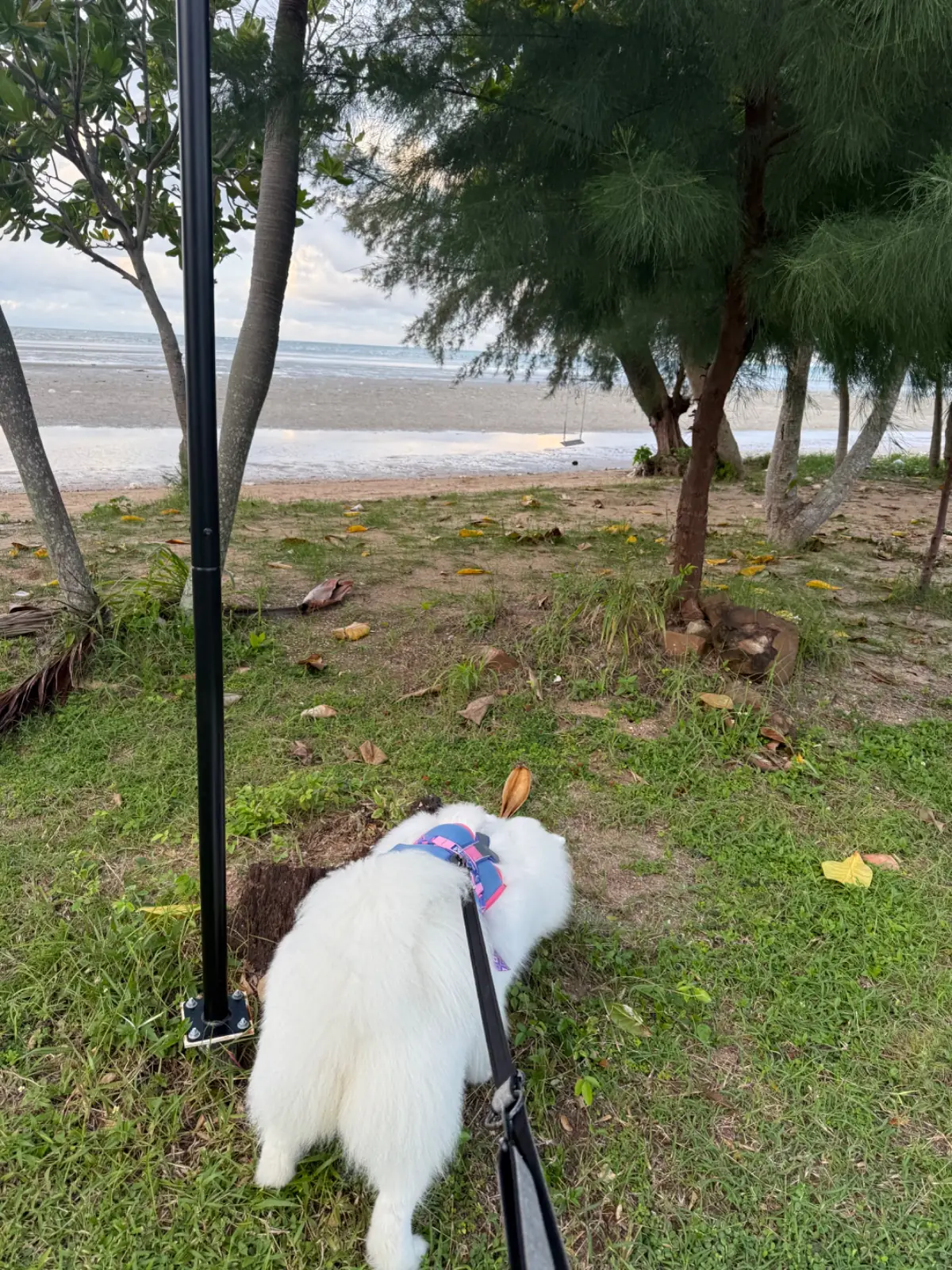 บ้านหาดปะการัง pets image 3