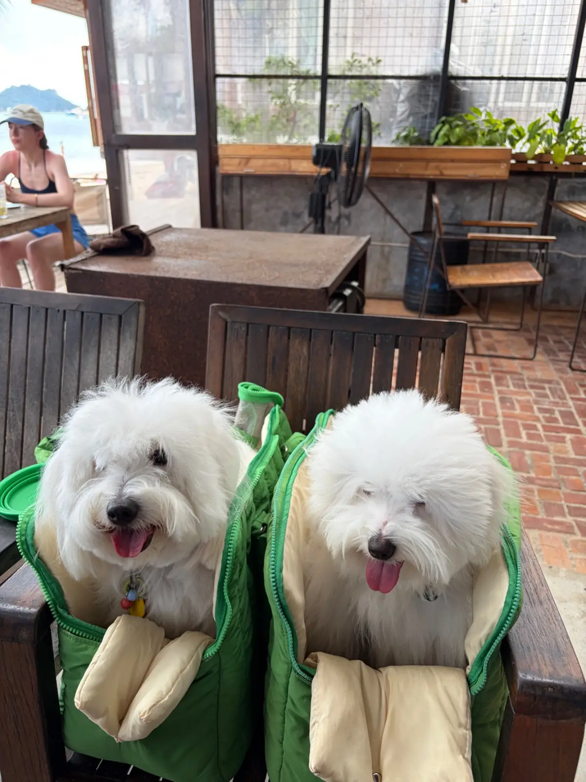 Blue Water Cafe pets image 1