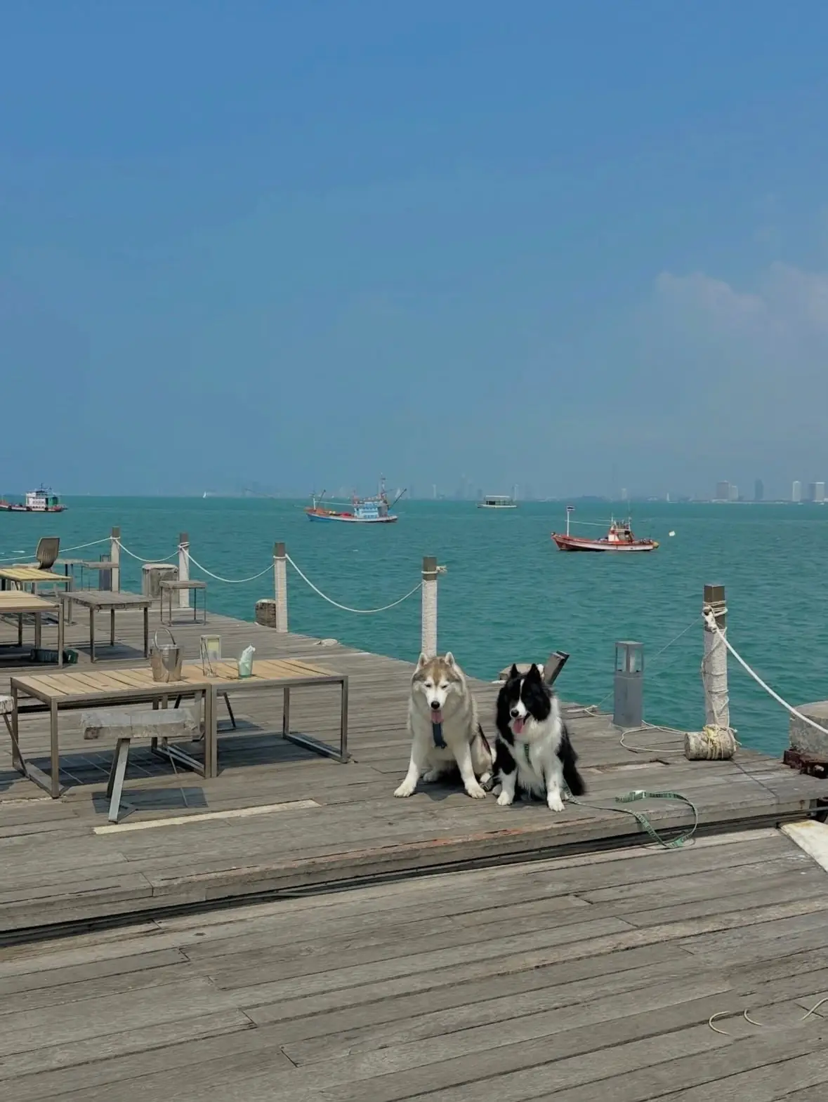 Maris Cafe and Eatery pets image 1