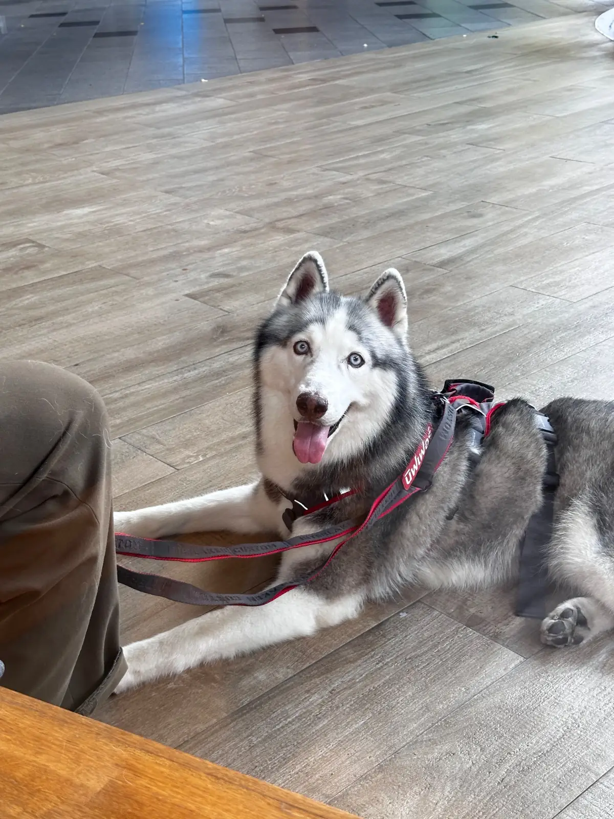 Tabla Craft Coffee - Central Eastville pets image 1
