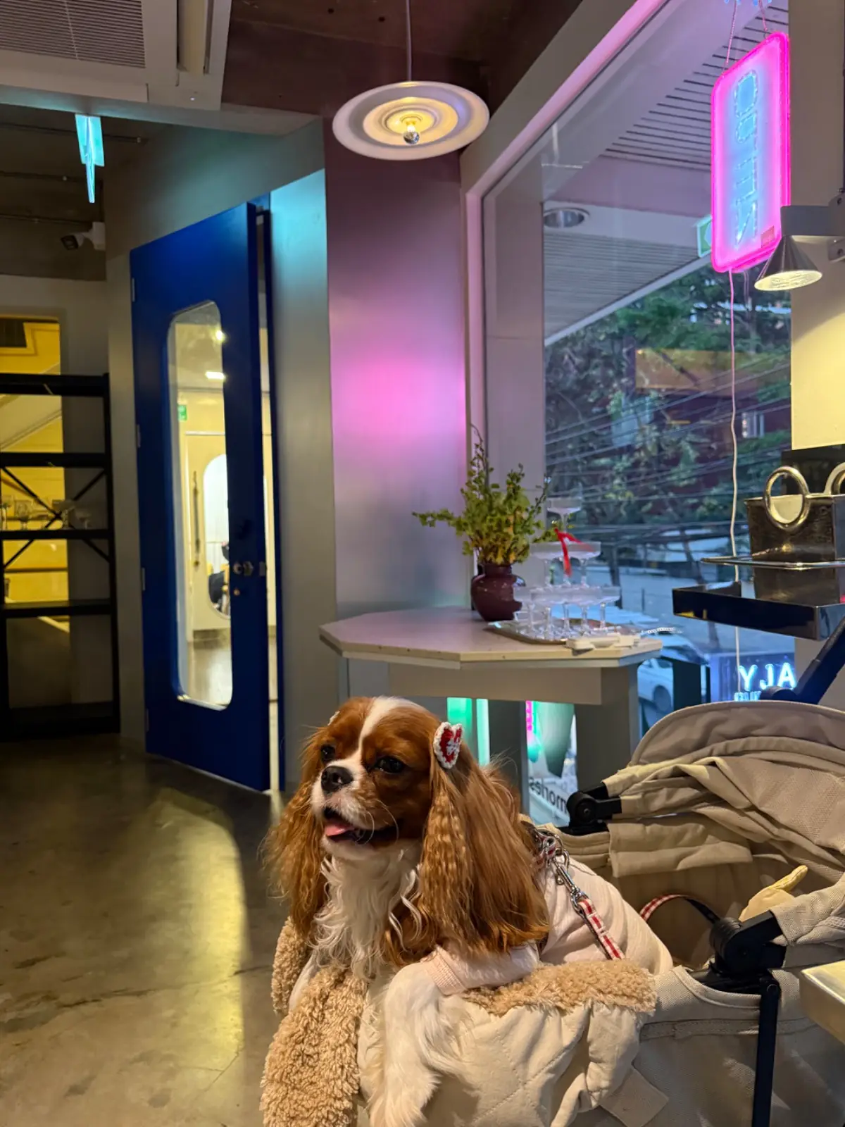 Fav.Bangkok pets image 4