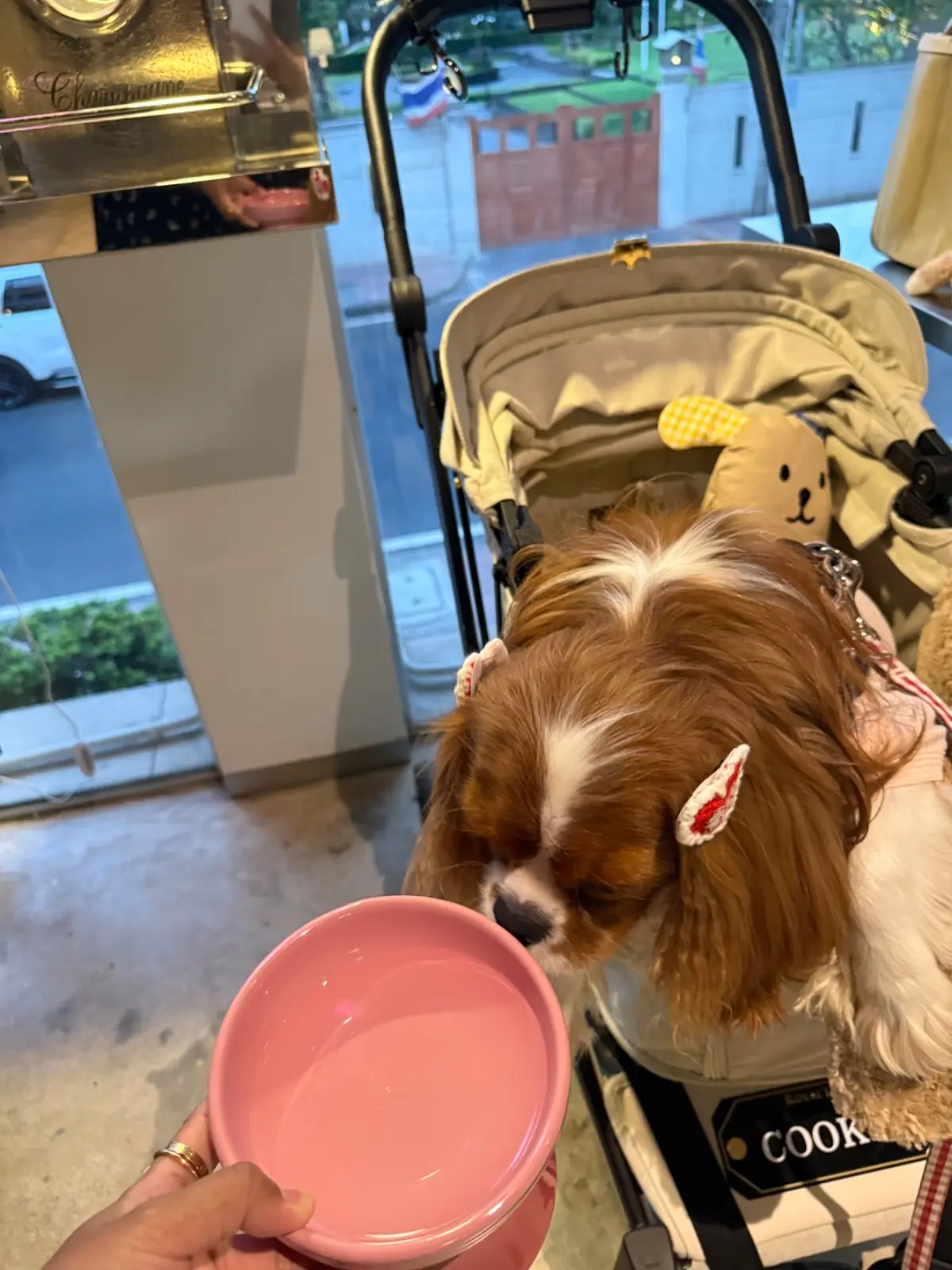 Fav.Bangkok pets image 1