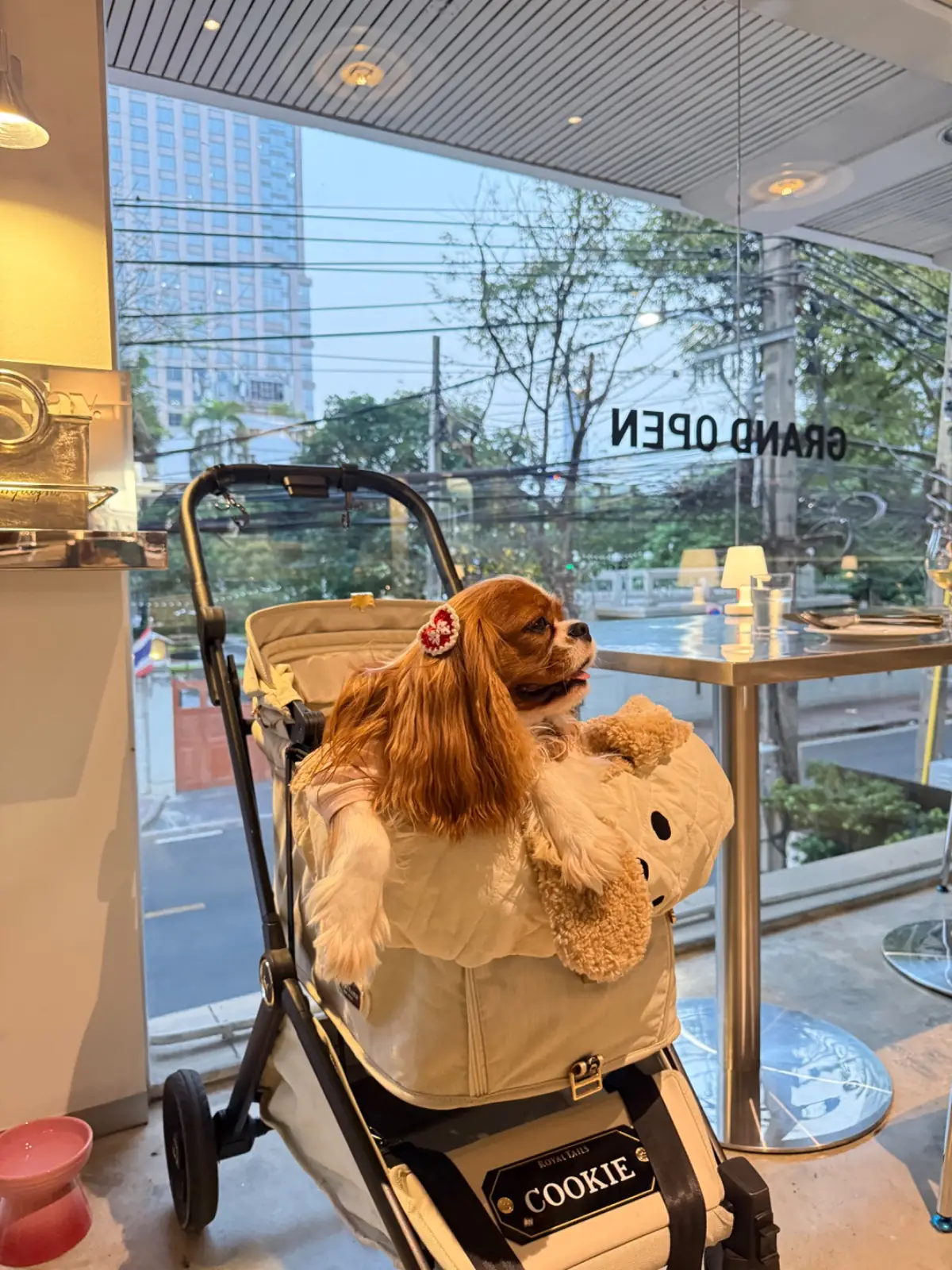 Fav.Bangkok pets image 2