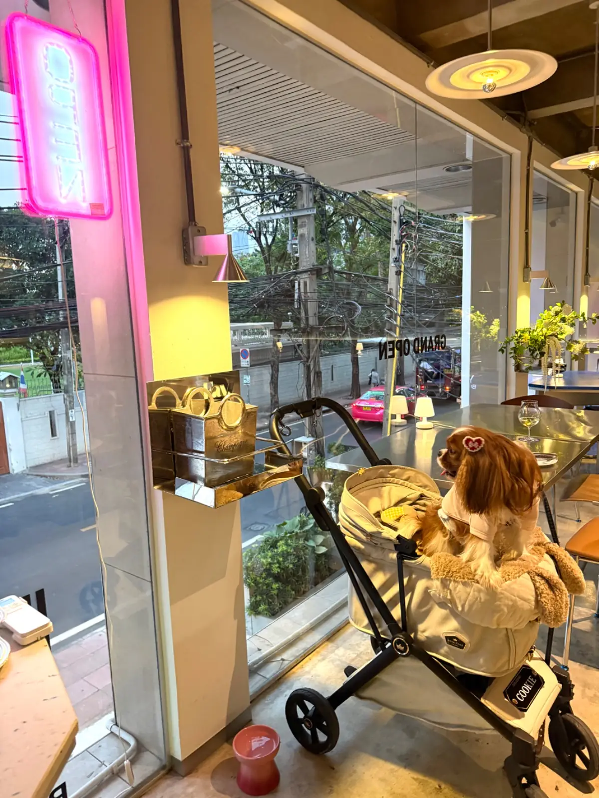 Fav.Bangkok pets image 3