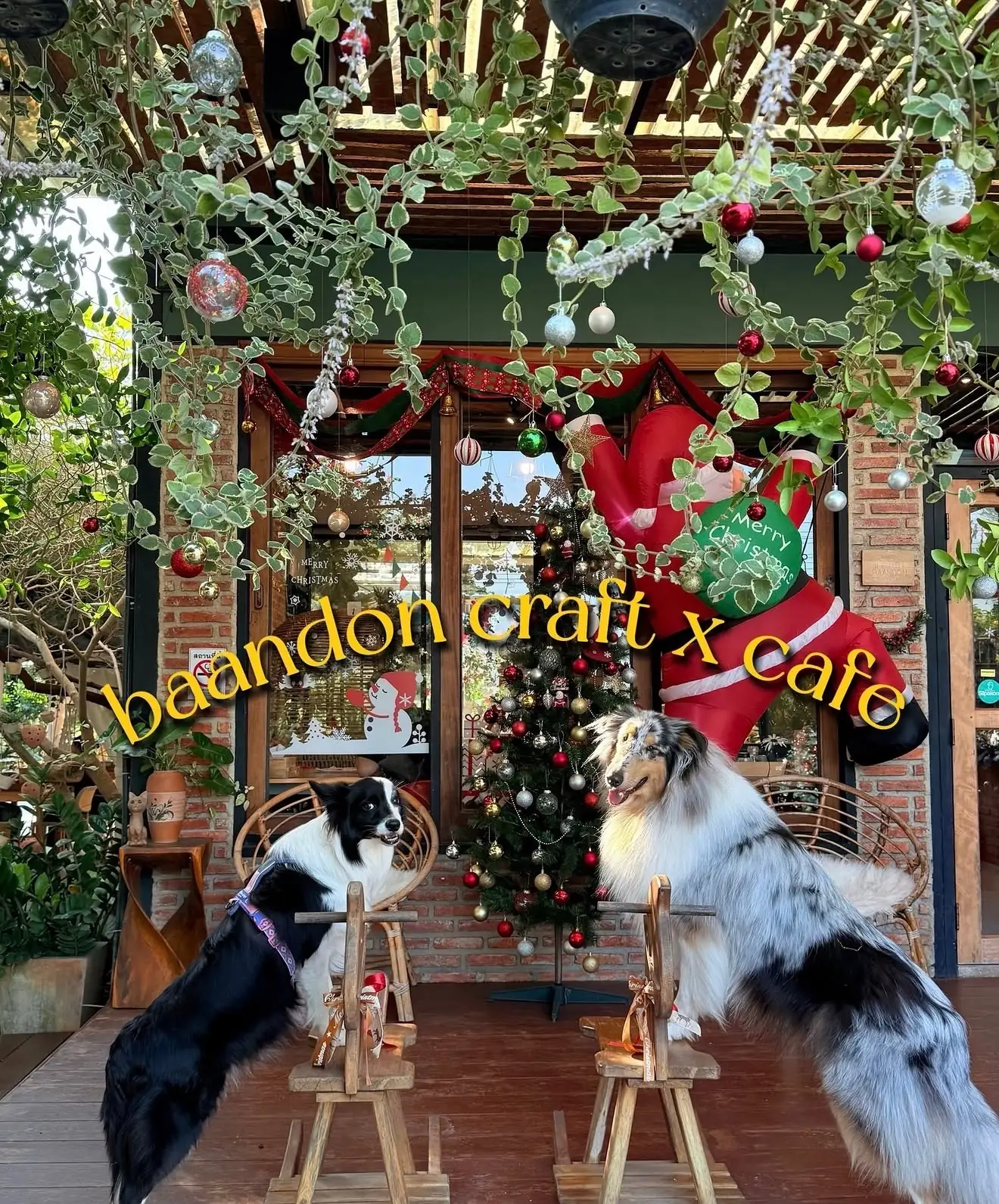 baandon craft x cafe pets image 1