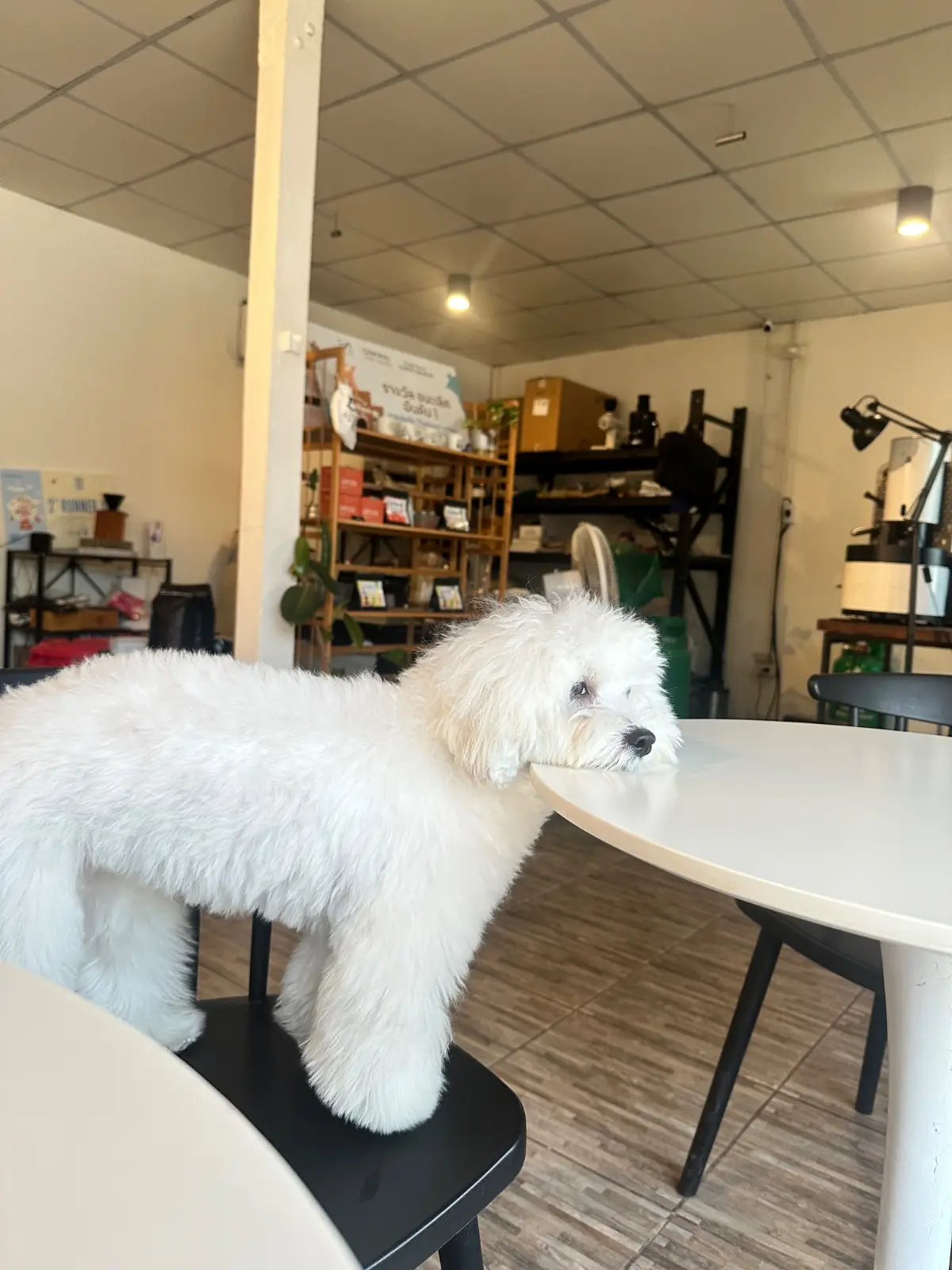 Nowadays Coffee Roasters pets image 2
