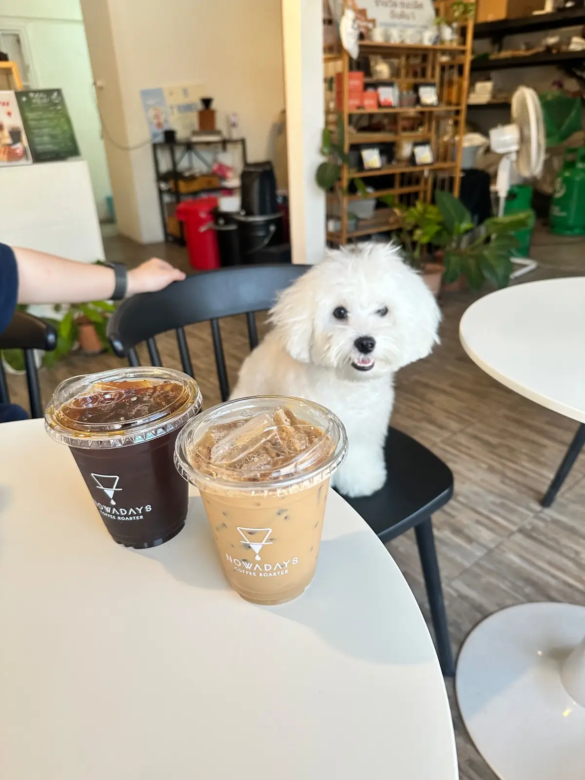 Nowadays Coffee Roasters pets image 1