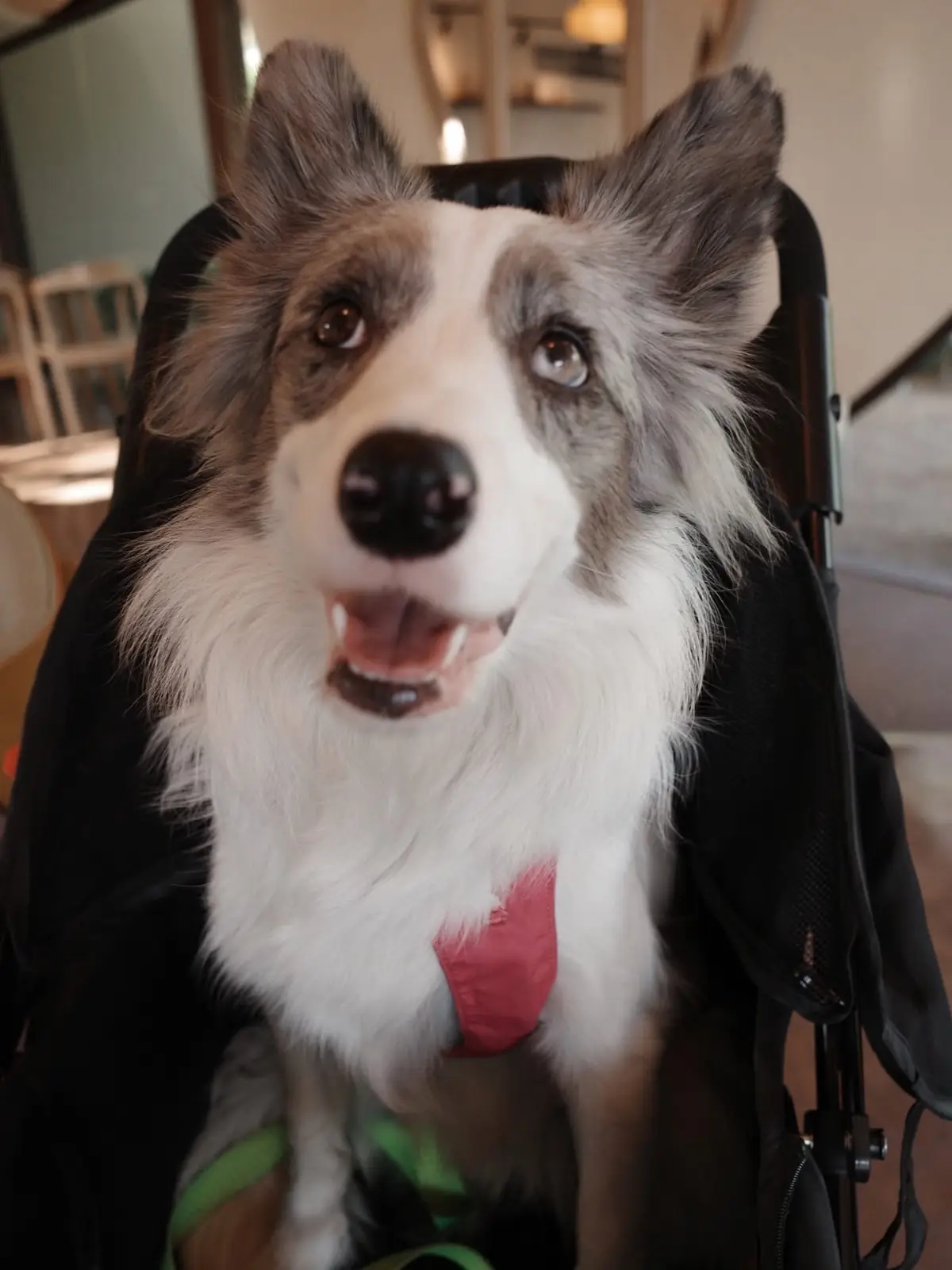 Cloud Cuckoo pets image 2