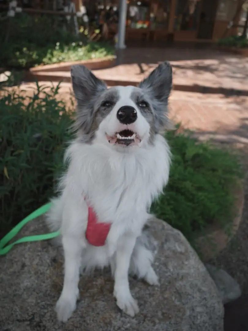 Cloud Cuckoo pets image 1