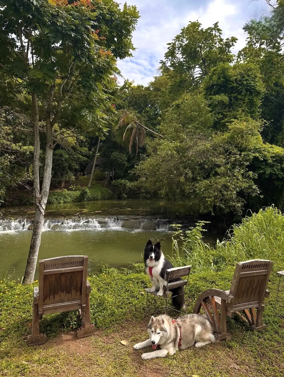 Jittang Restaurant & Cafe pets image 2