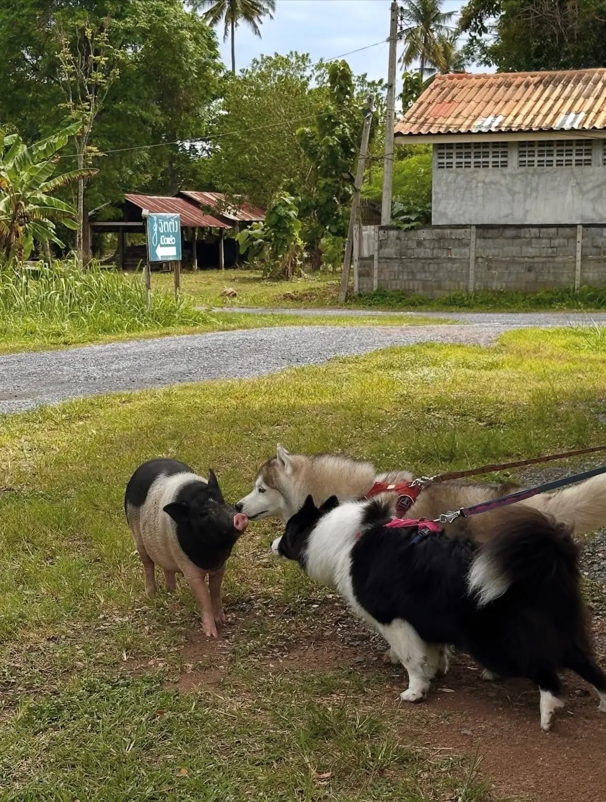 Jittang Restaurant & Cafe pets image 1