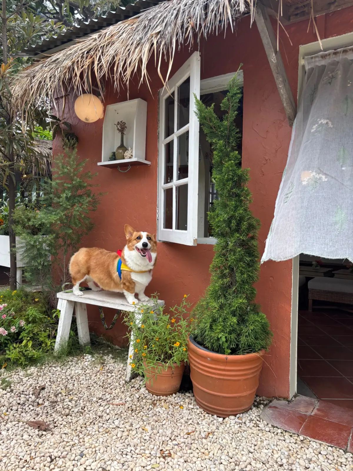 Chaplu Cafe & Restaurant pets image 6