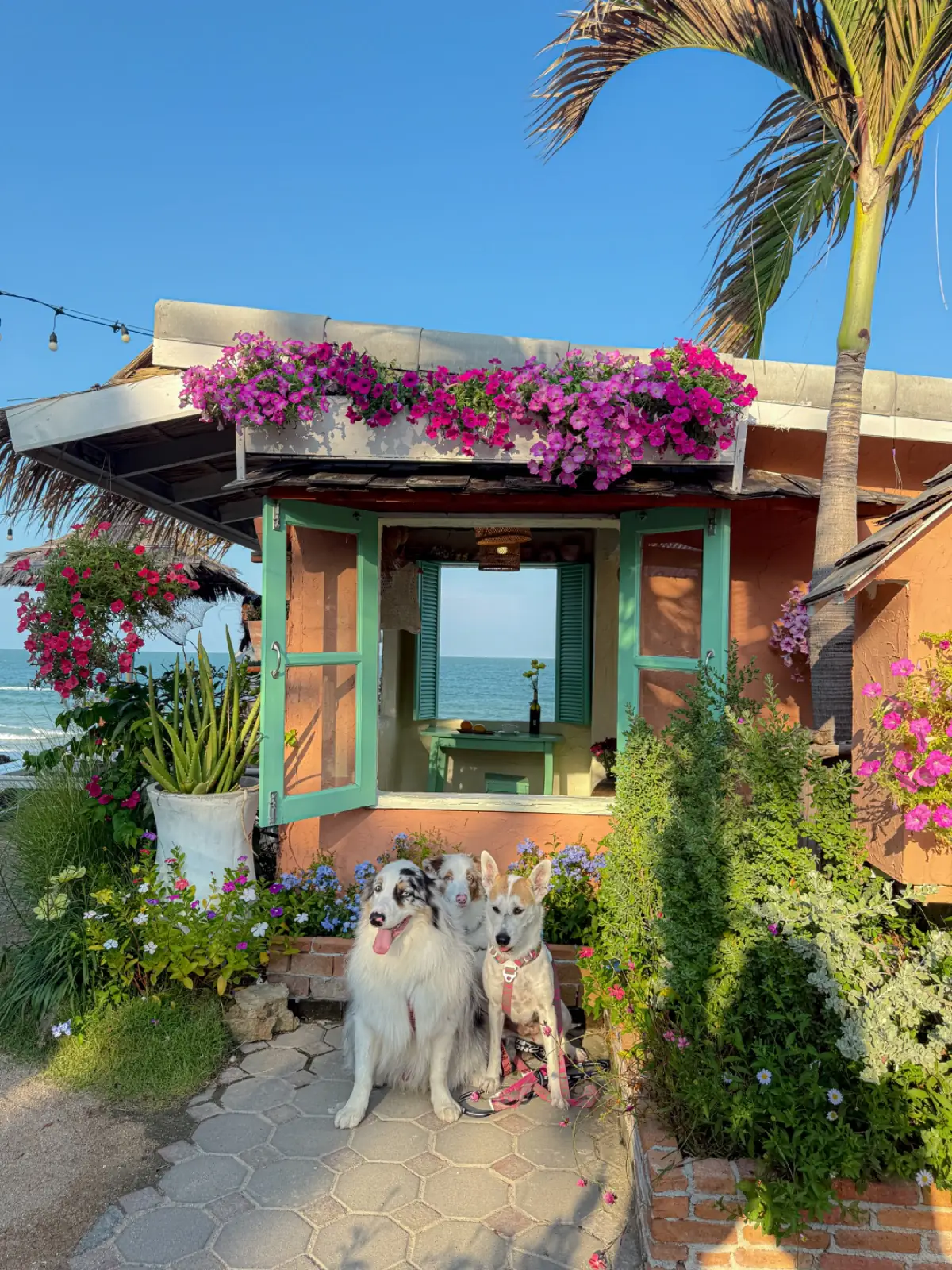 Chaplu Cafe & Restaurant pets image 1