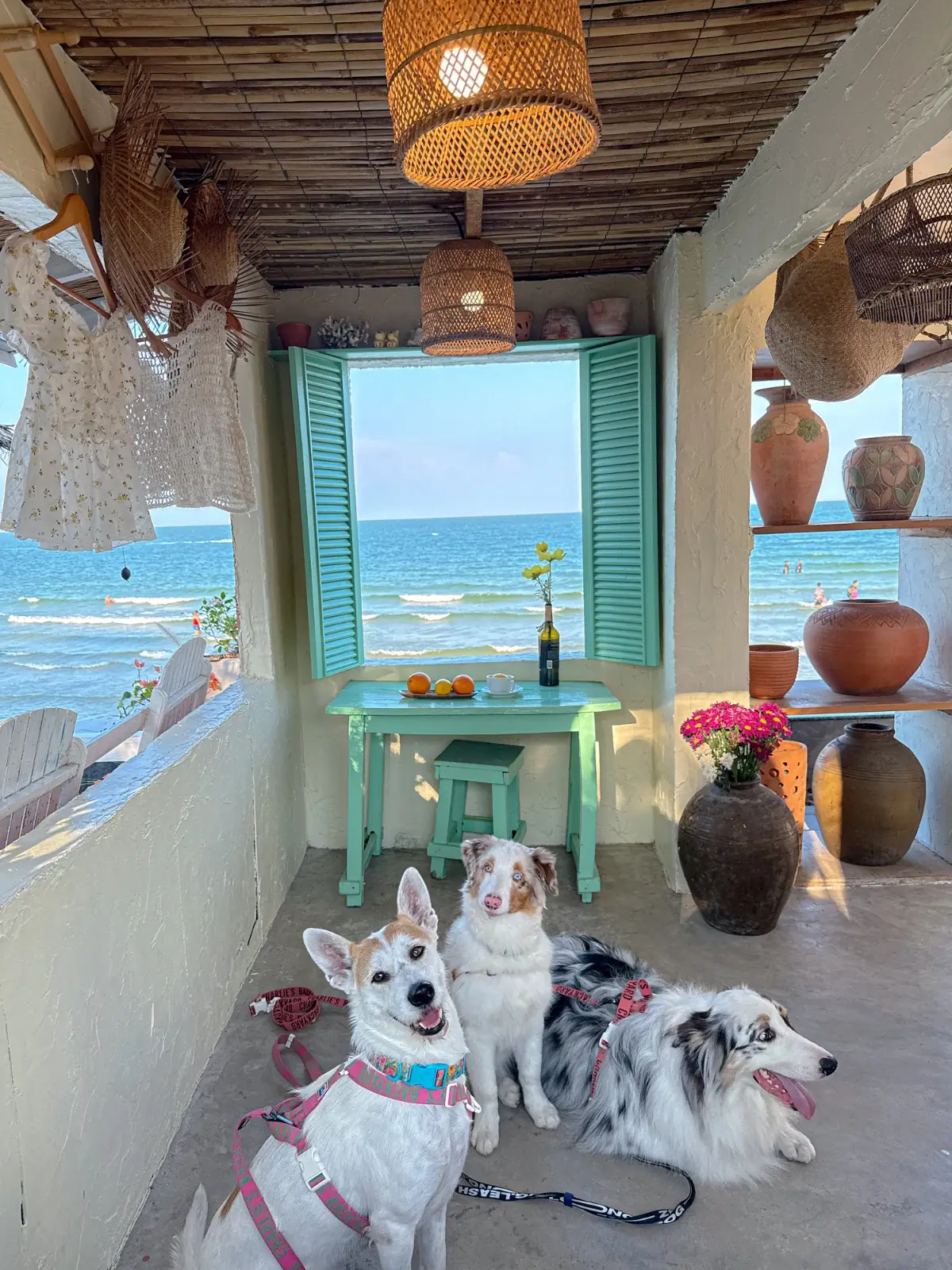 Chaplu Cafe & Restaurant pets image 2