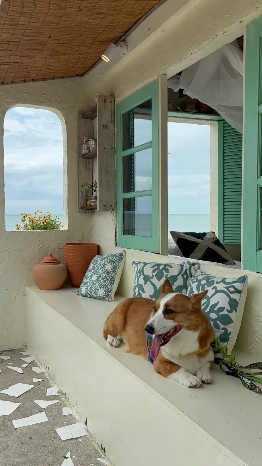 Chaplu Cafe & Restaurant pets image 3