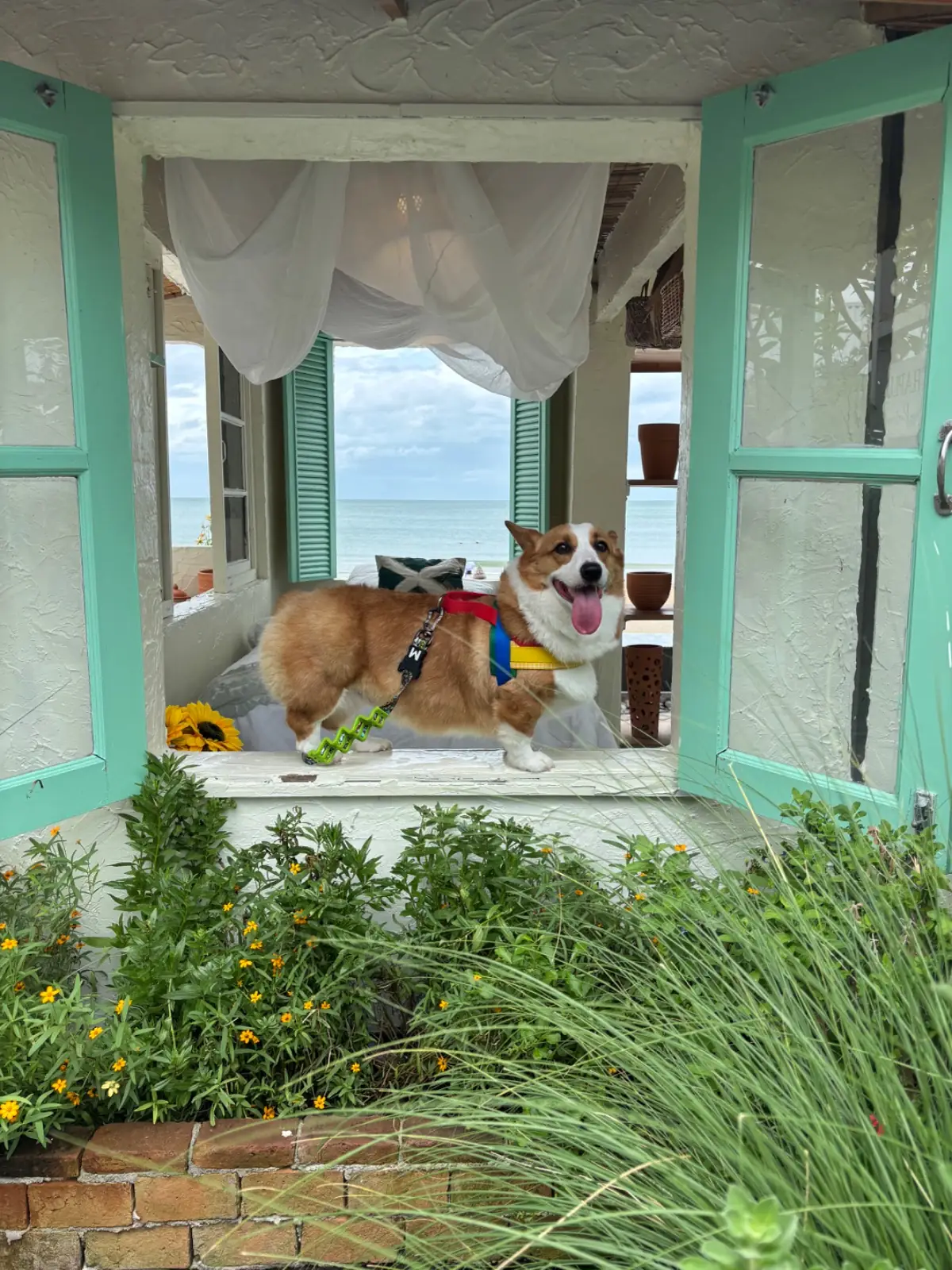 Chaplu Cafe & Restaurant pets image 7