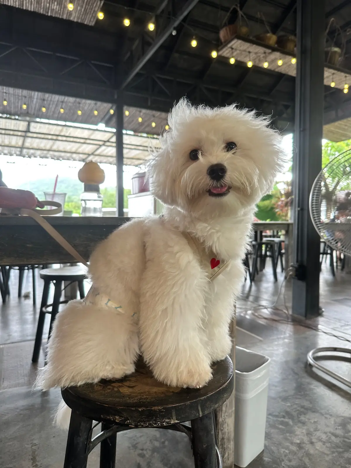 ร้านอาหารไร่ป้าแมว pets image 1