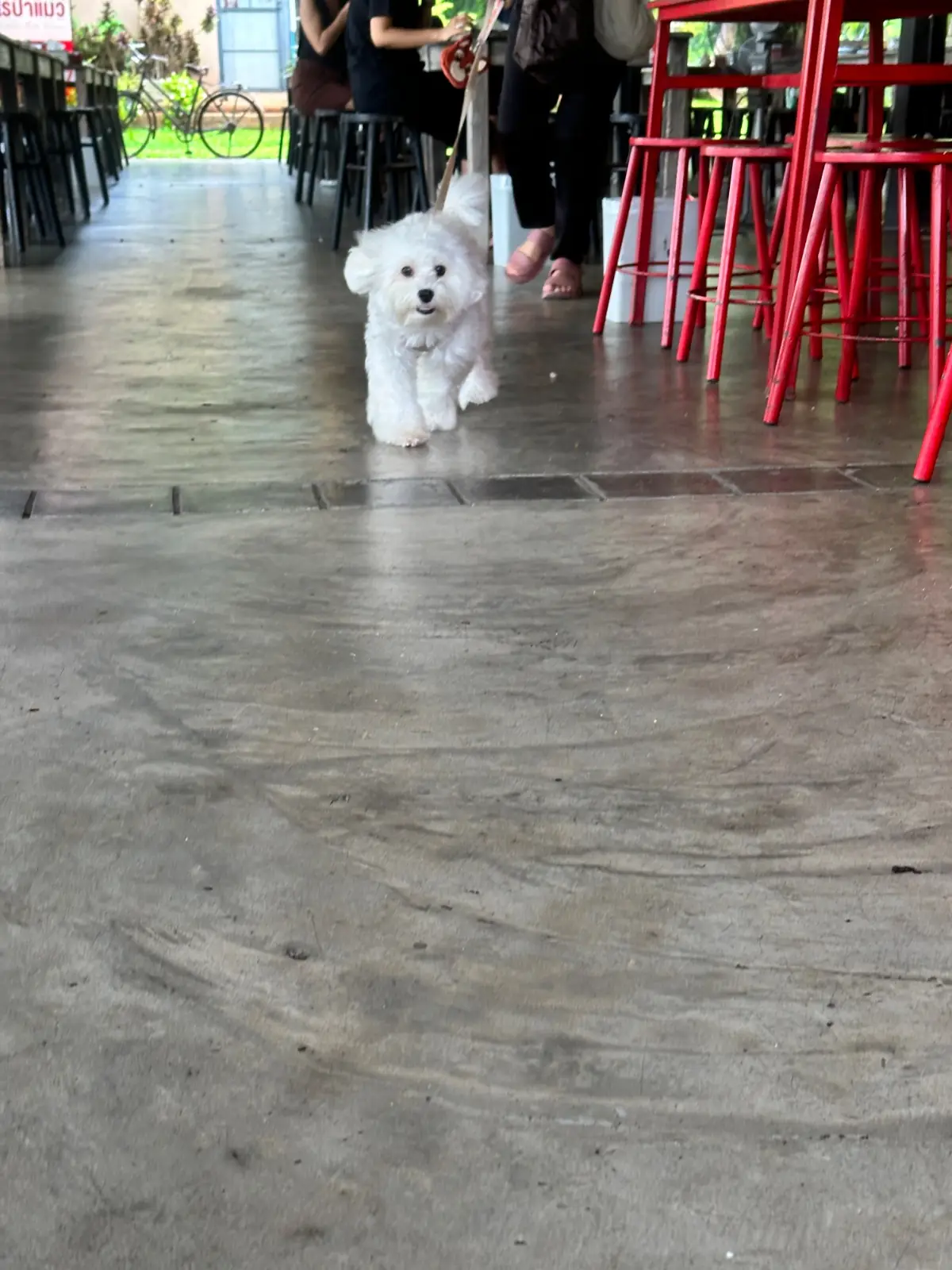 ร้านอาหารไร่ป้าแมว pets image 2