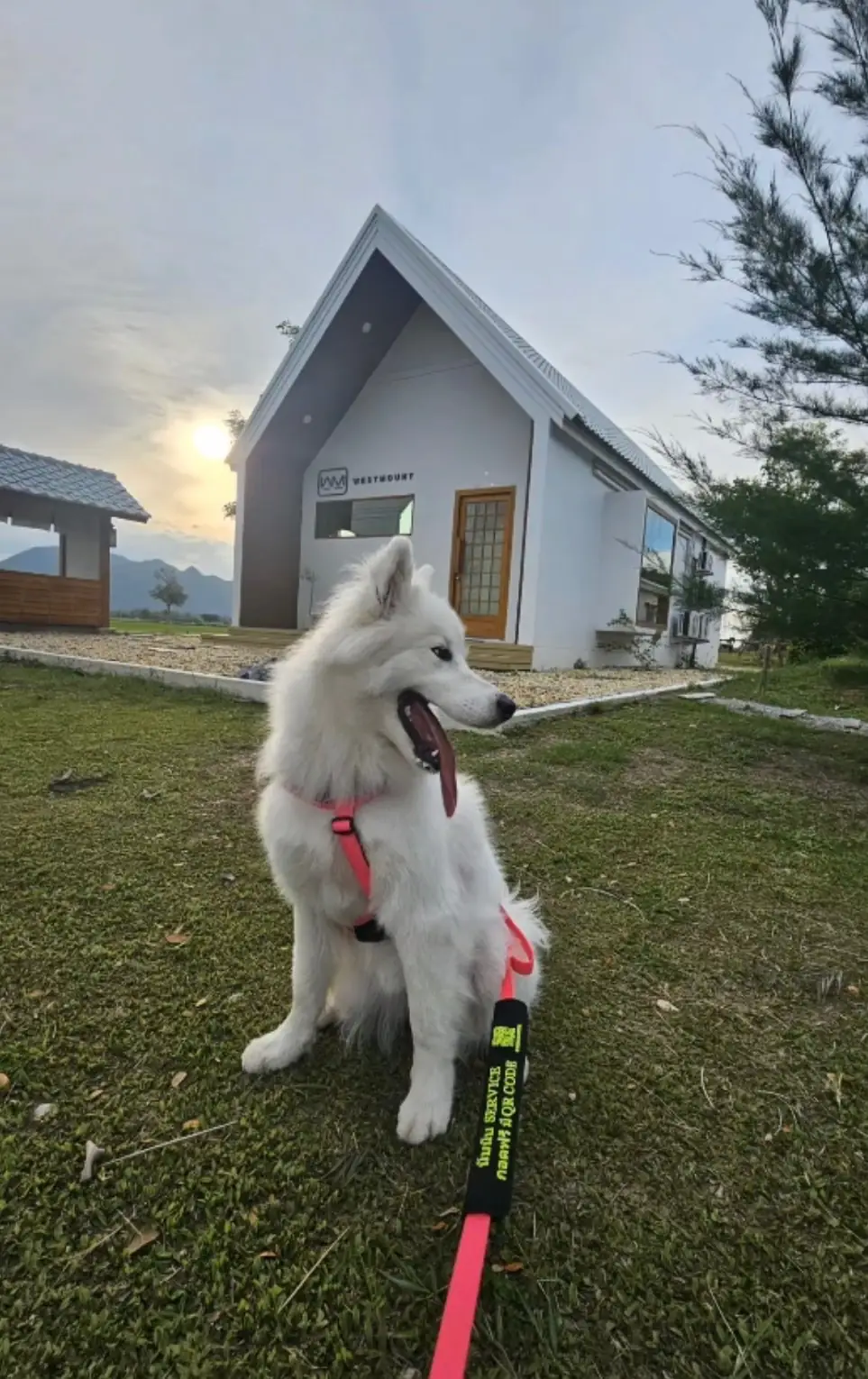 West Mount Cafe & Restaurant pets image 1