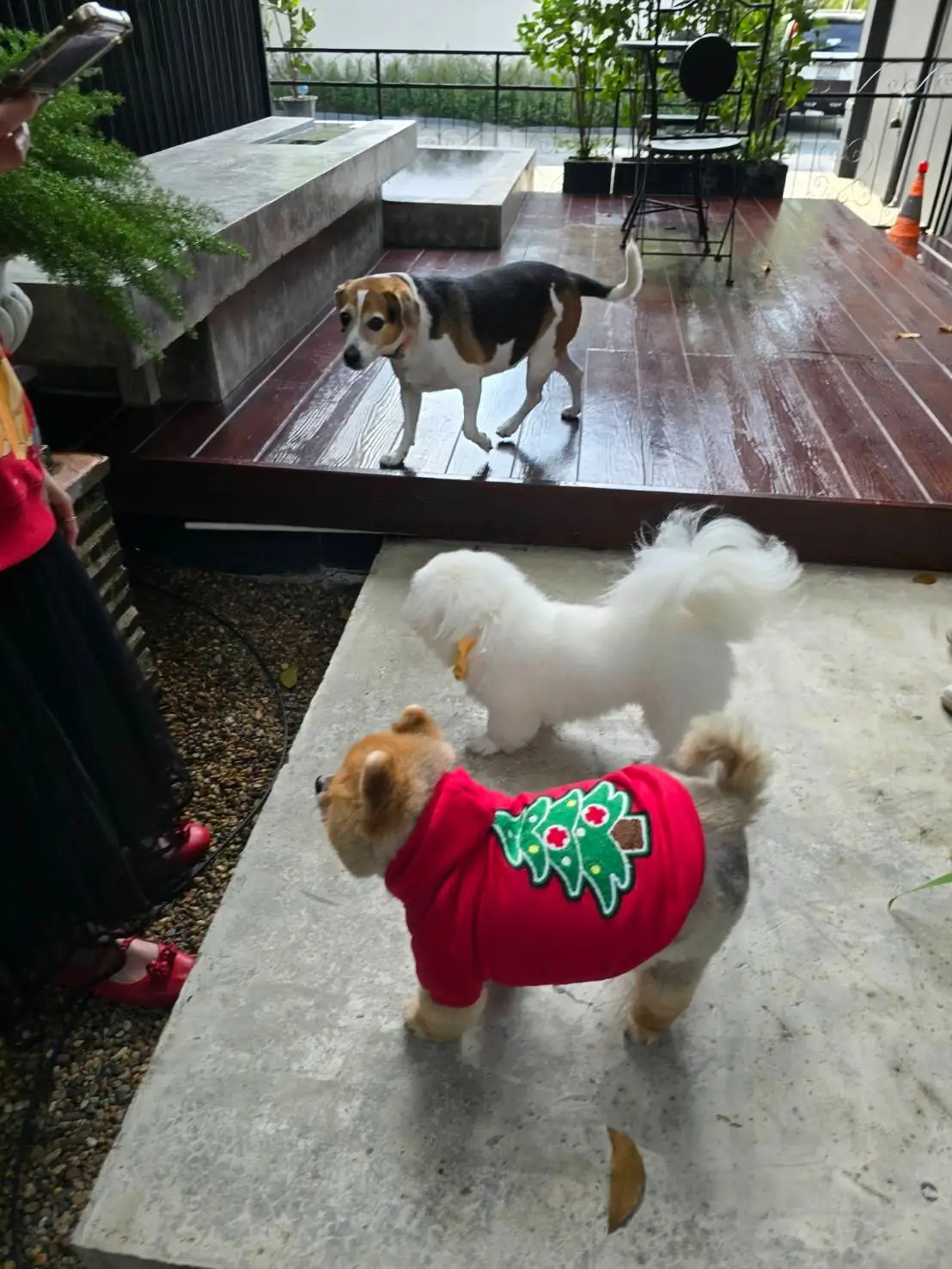 SoulBrew Café & Bistro pets image 2