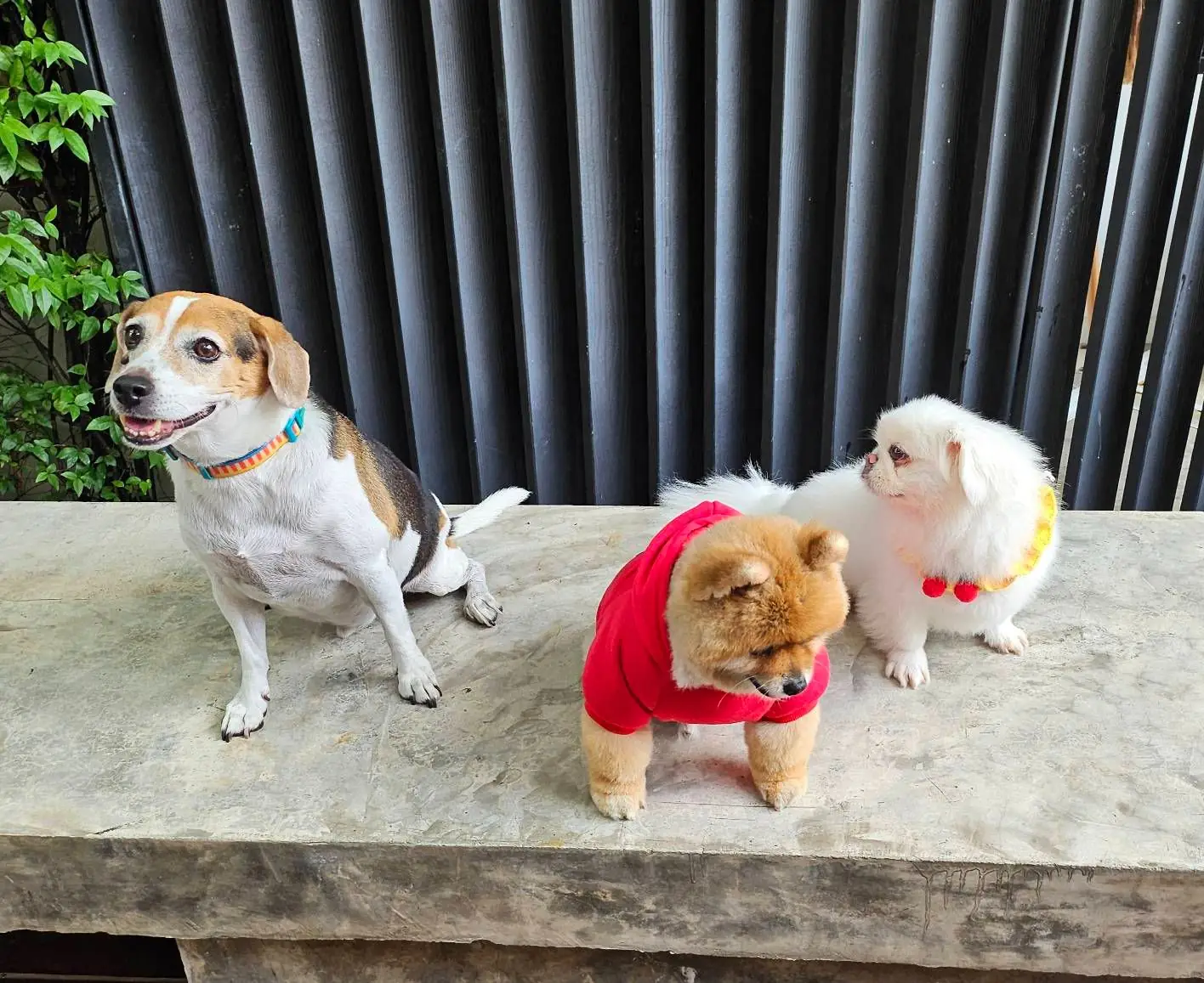 SoulBrew Café & Bistro pets image 1