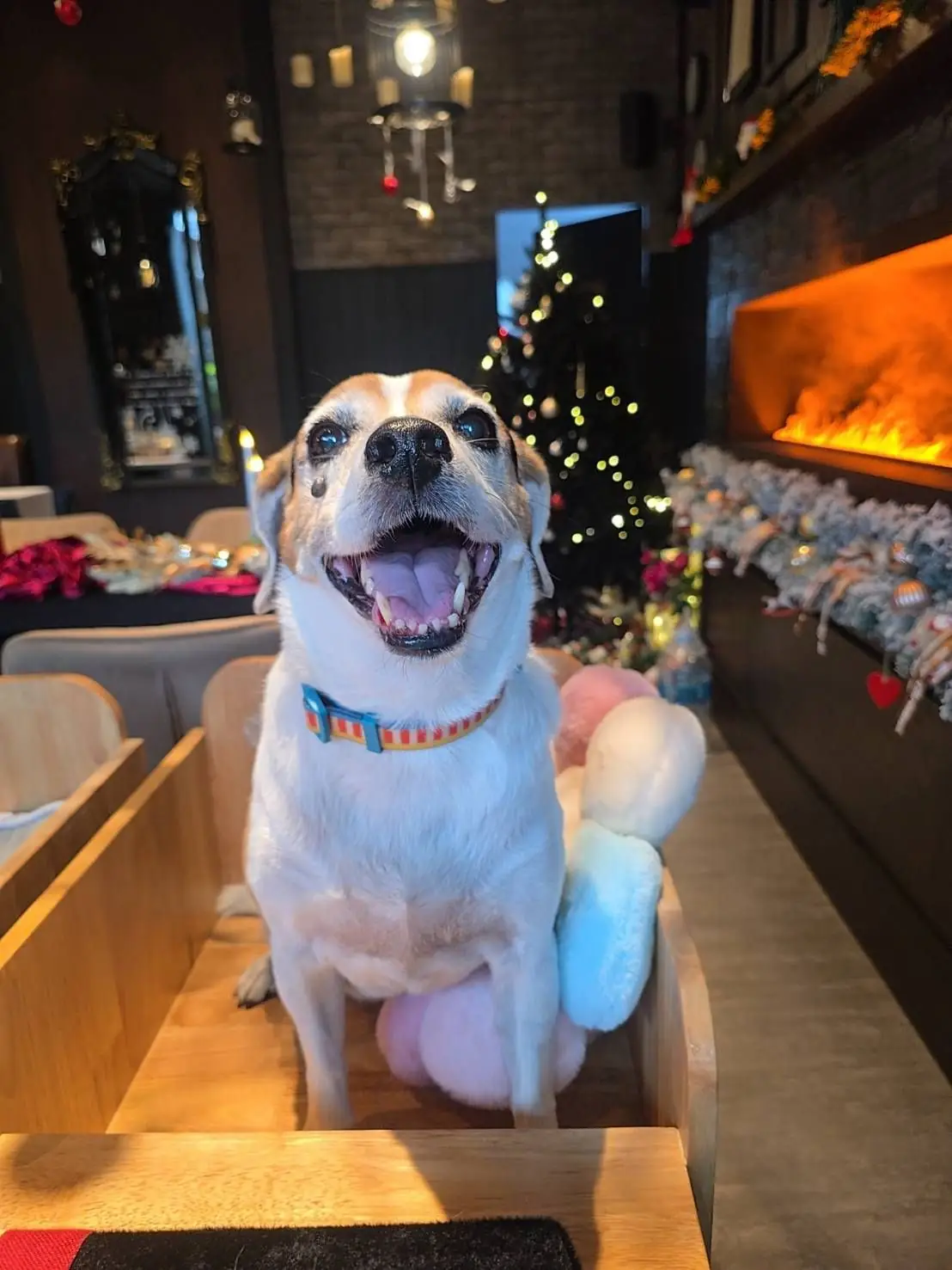 SoulBrew Café & Bistro pets image 3