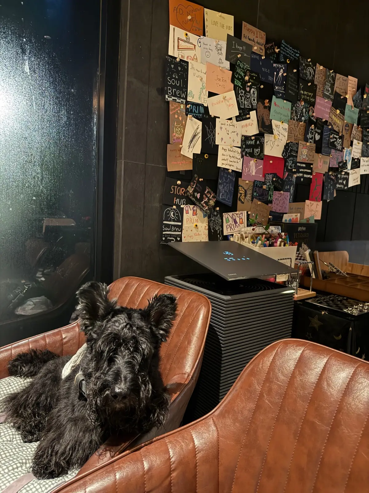 SoulBrew Café & Bistro pets image 10