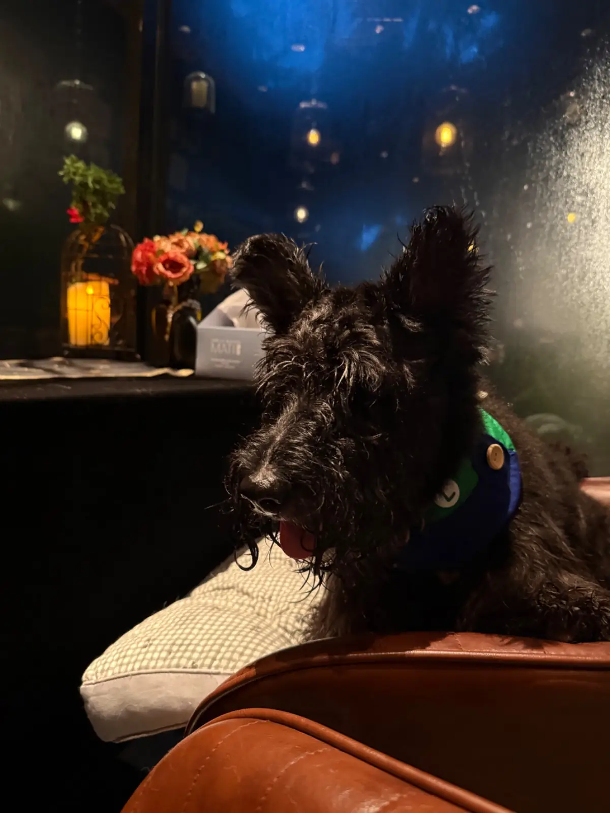 SoulBrew Café & Bistro pets image 11