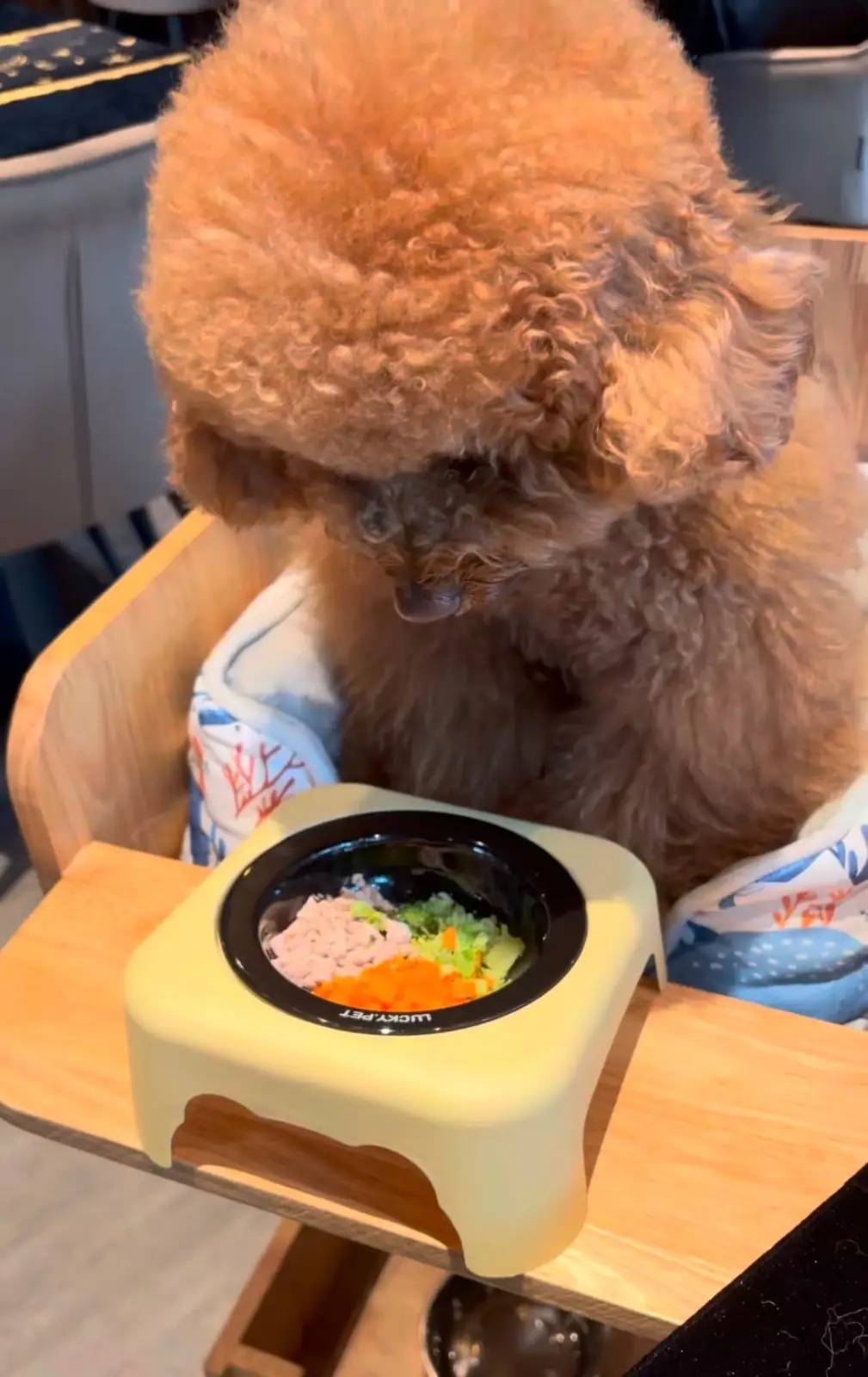 SoulBrew Café & Bistro pets image 4