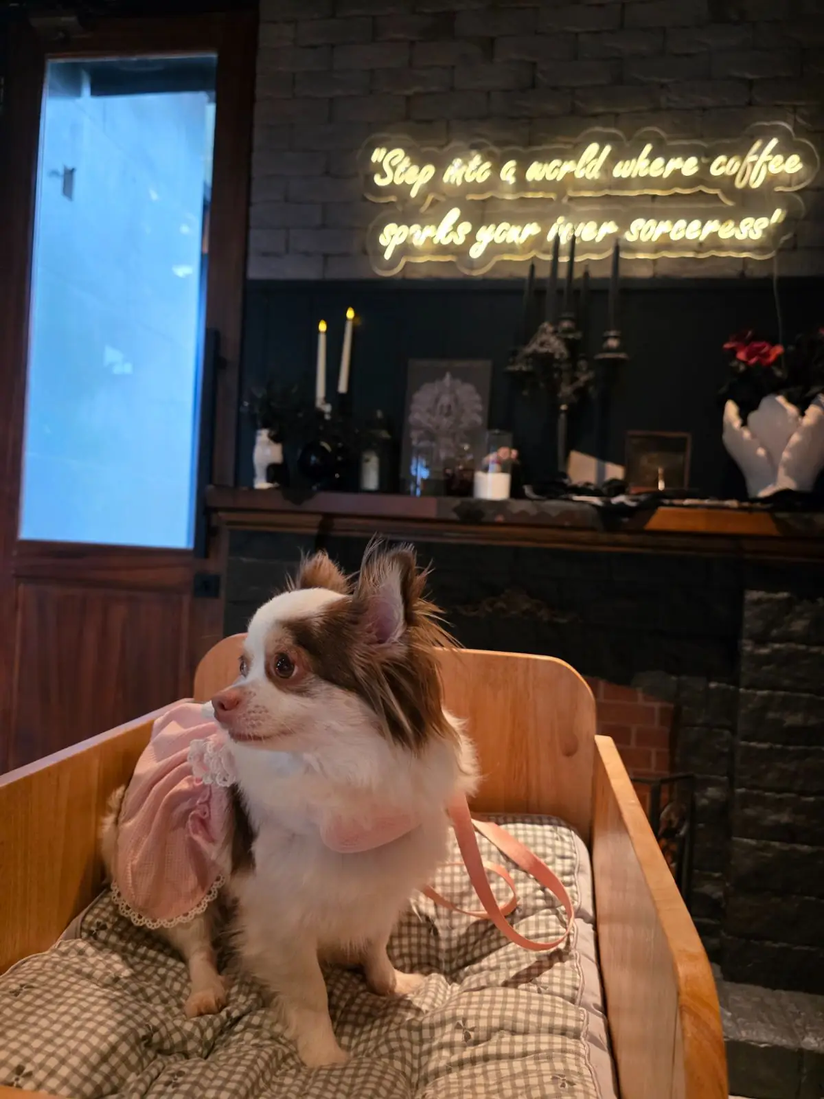 SoulBrew Café & Bistro pets image 5