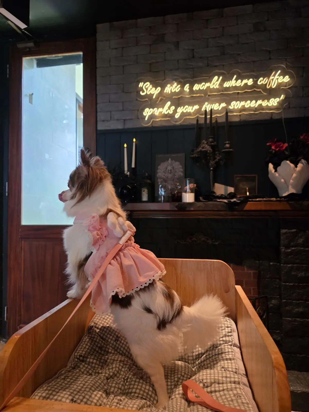 SoulBrew Café & Bistro pets image 6