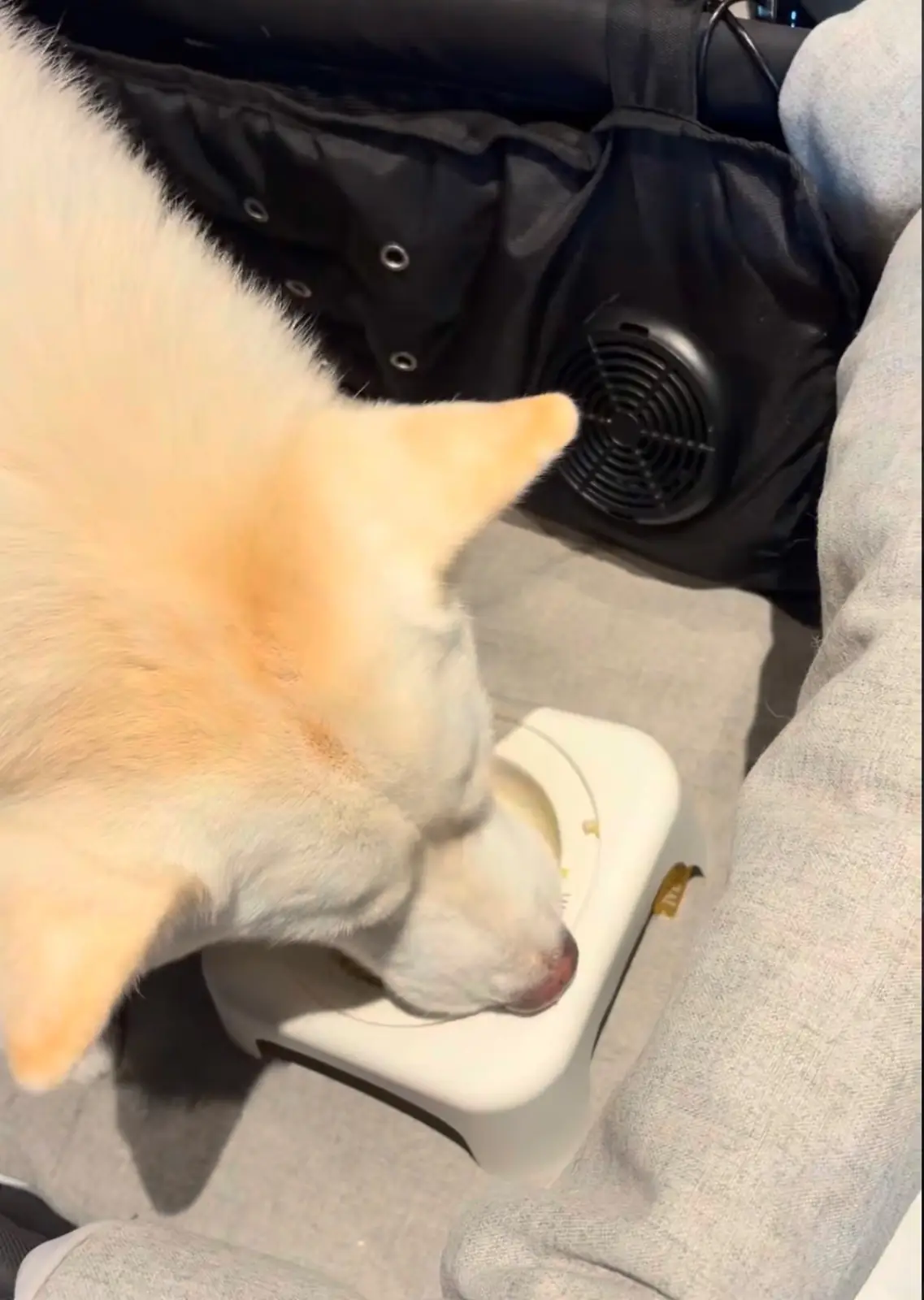 SoulBrew Café & Bistro pets image 5